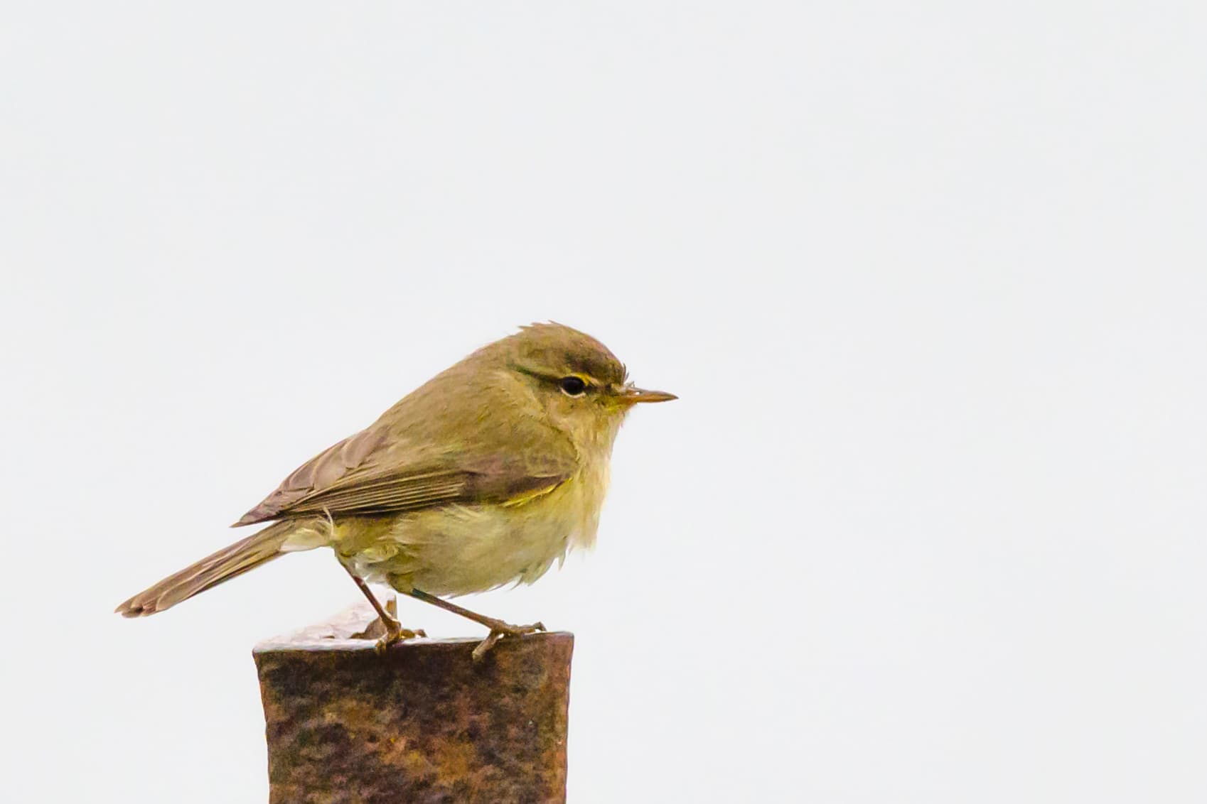 Iberische Tjiftjaf (Phylloscopus ibericus) - Pouillot ibérique (51289810108)