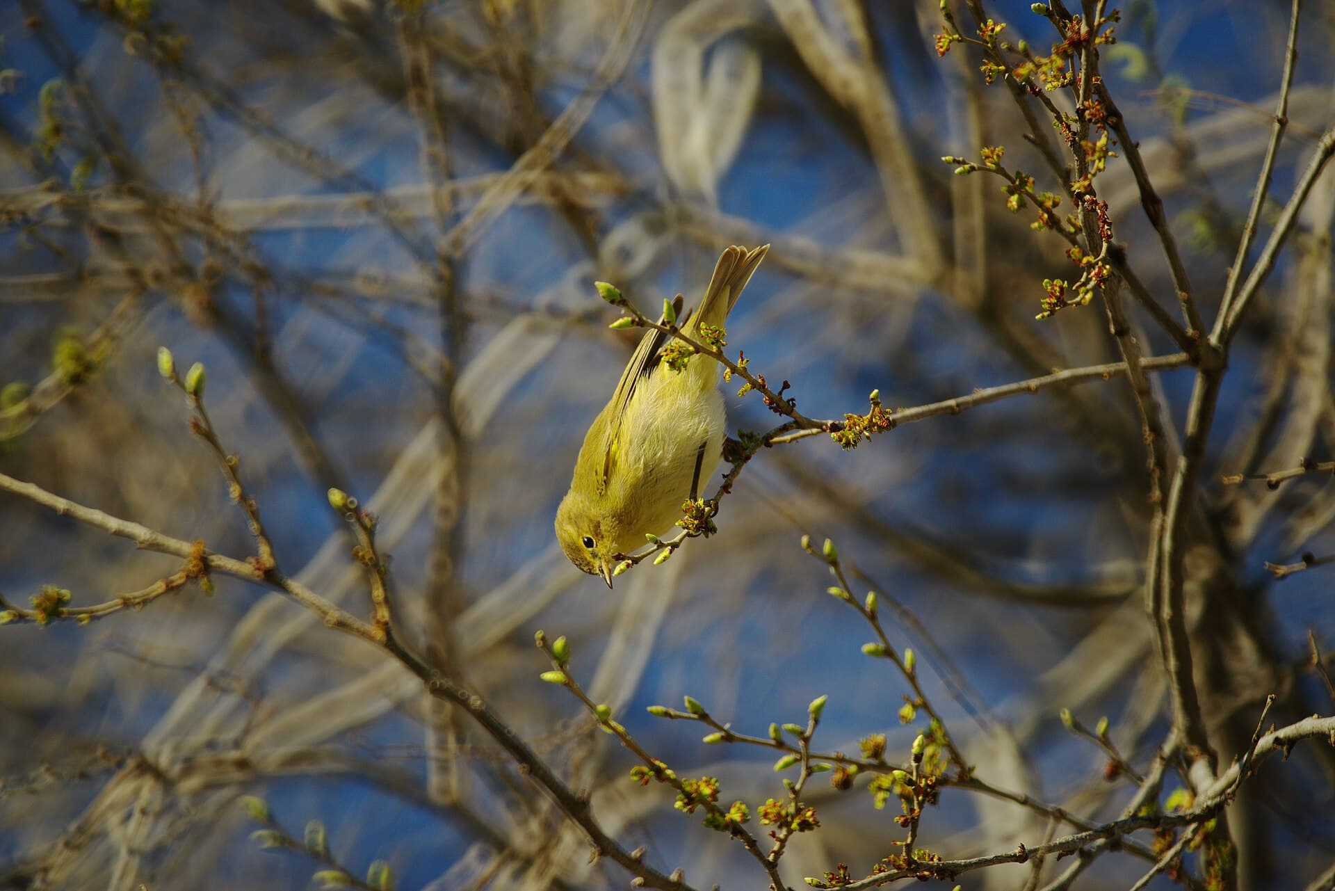 Iberische Tjiftjaf (Phylloscopus ibericus) - Mosquitero Iberico - Parque Lineal del Manzanares - Section II - Madrid 02