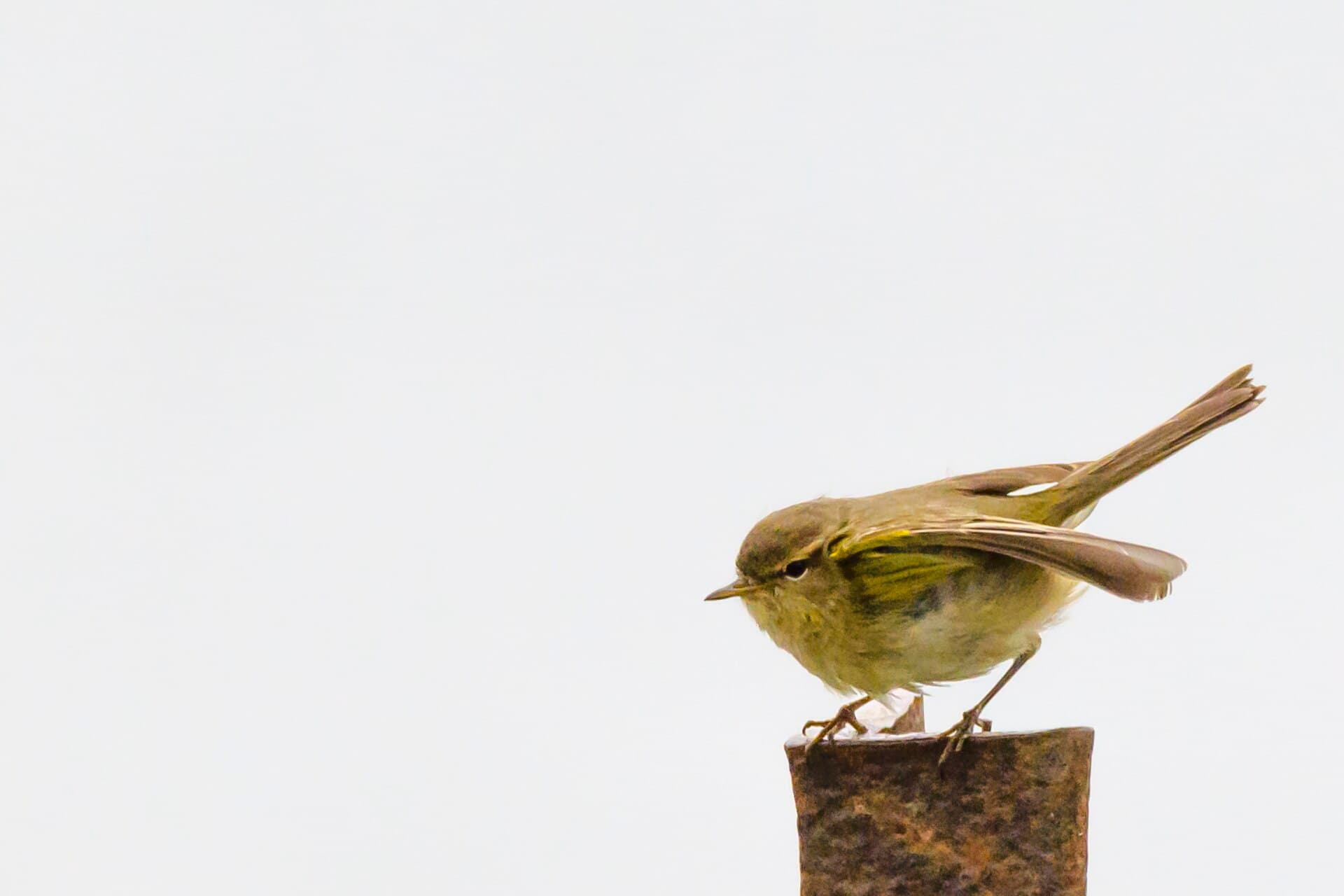 Iberische Tjiftjaf (Phylloscopus ibericus) - Pouillot ibérique (51289810378)