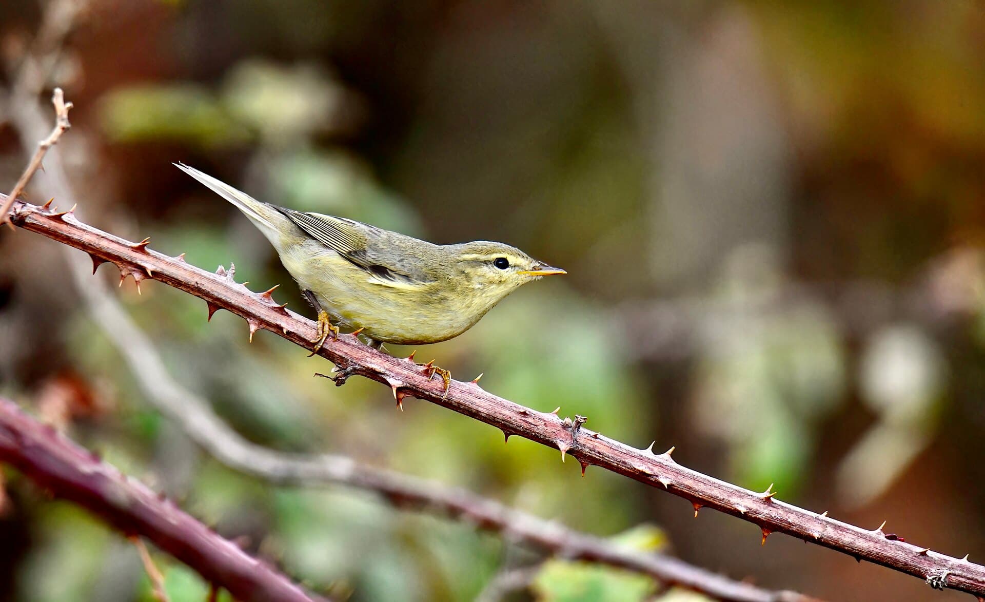 Iberische Tjiftjaf (Phylloscopus ibericus) - Felosinha-ibérica, Iberian Chiffchaff (53985315946)