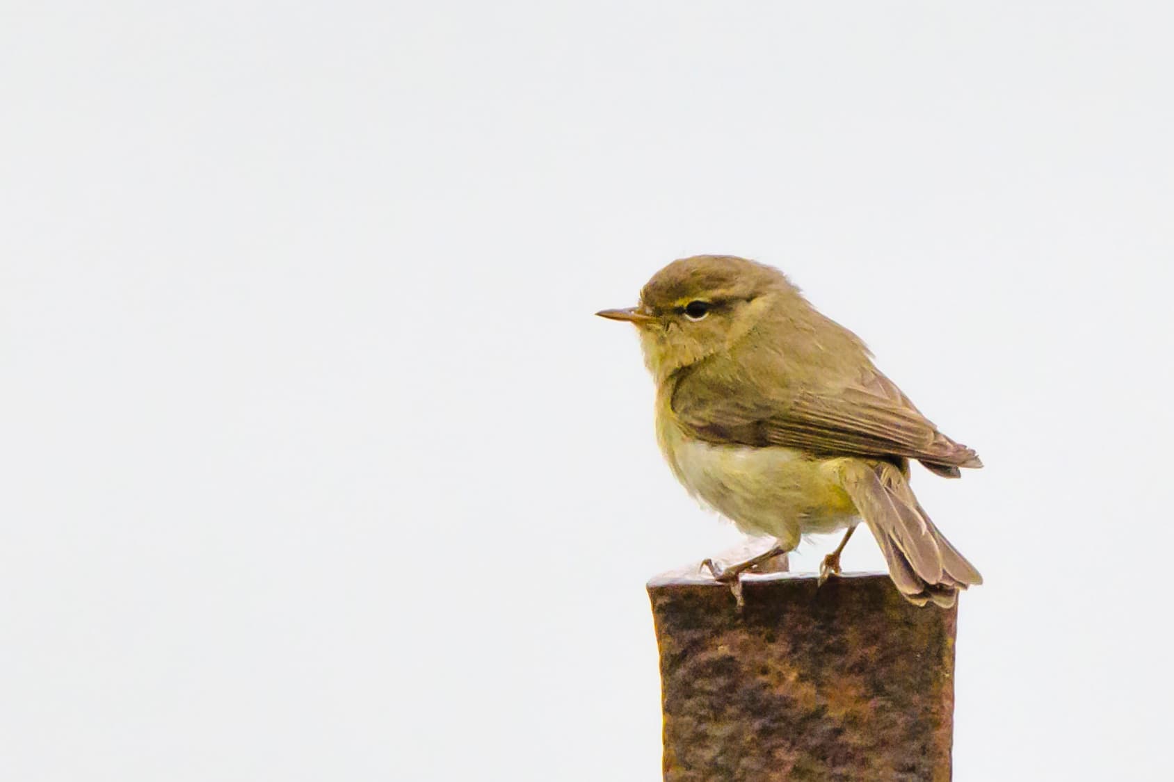 Iberische Tjiftjaf (Phylloscopus ibericus) - Pouillot ibérique (51290648150)