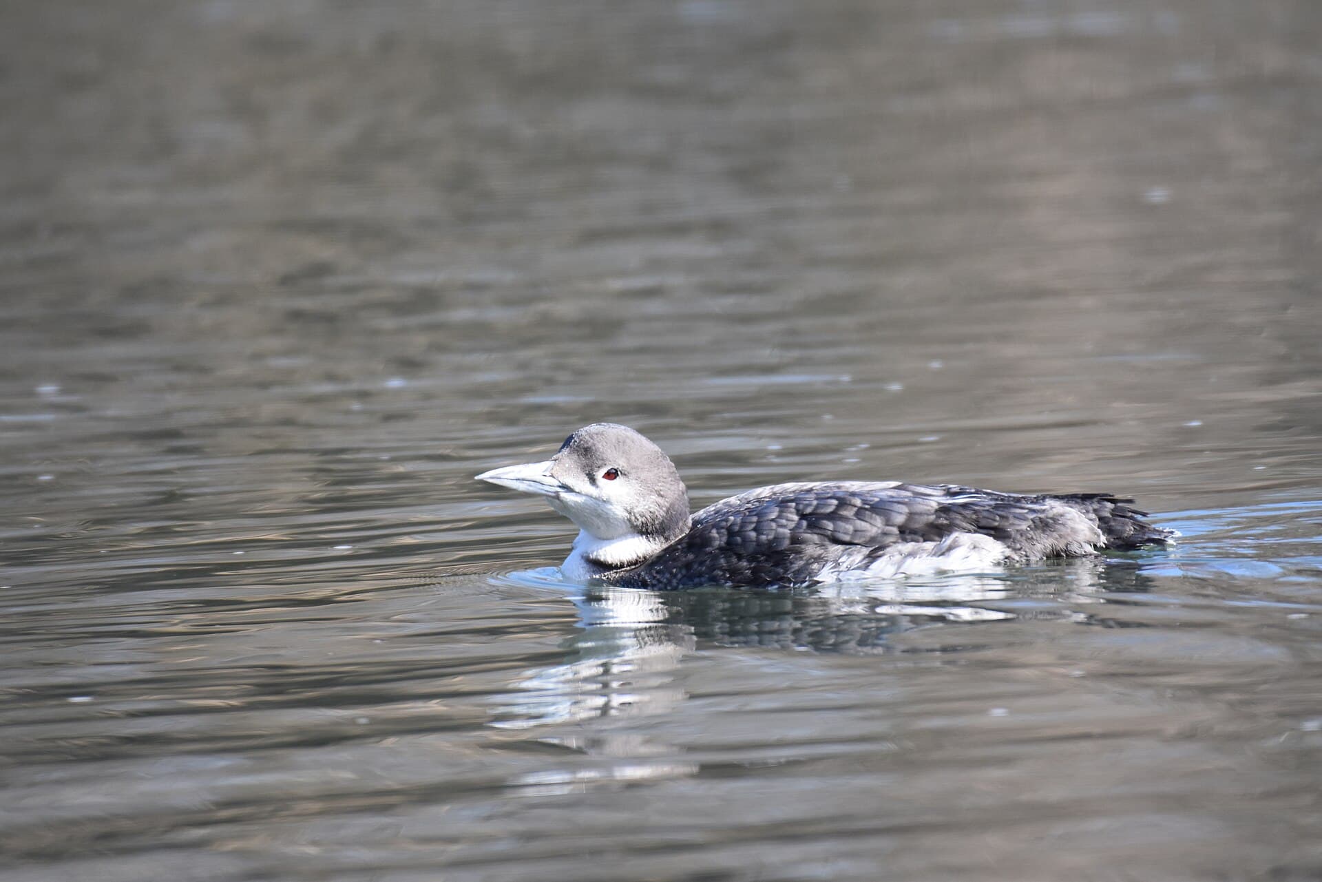 Ijsduiker (Gavia immer) - Common loon cromwell valley 2.16.19 DSC 0191