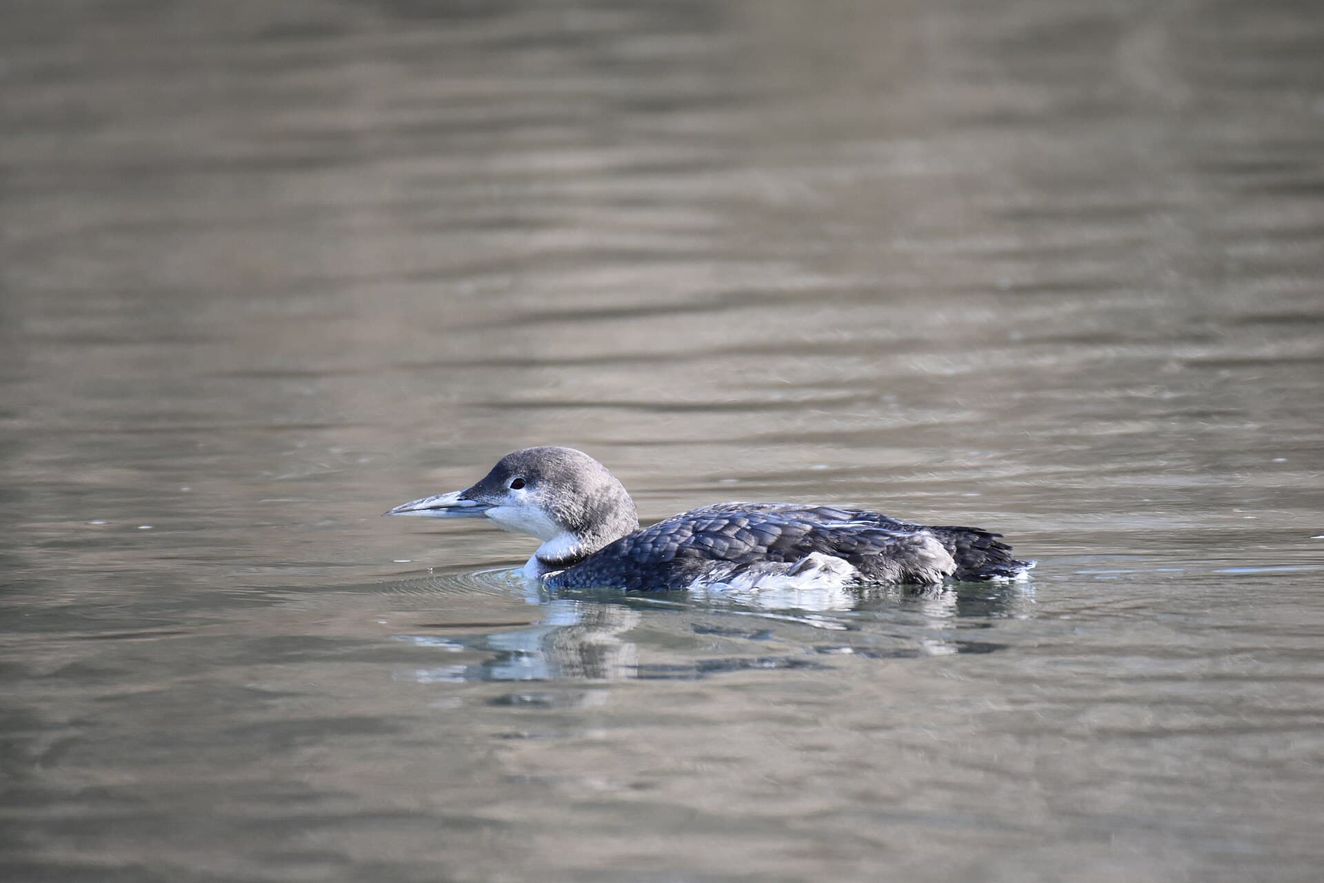 Ijsduiker (Gavia immer) - Common loon cromwell valley 2.16.19 DSC 0144
