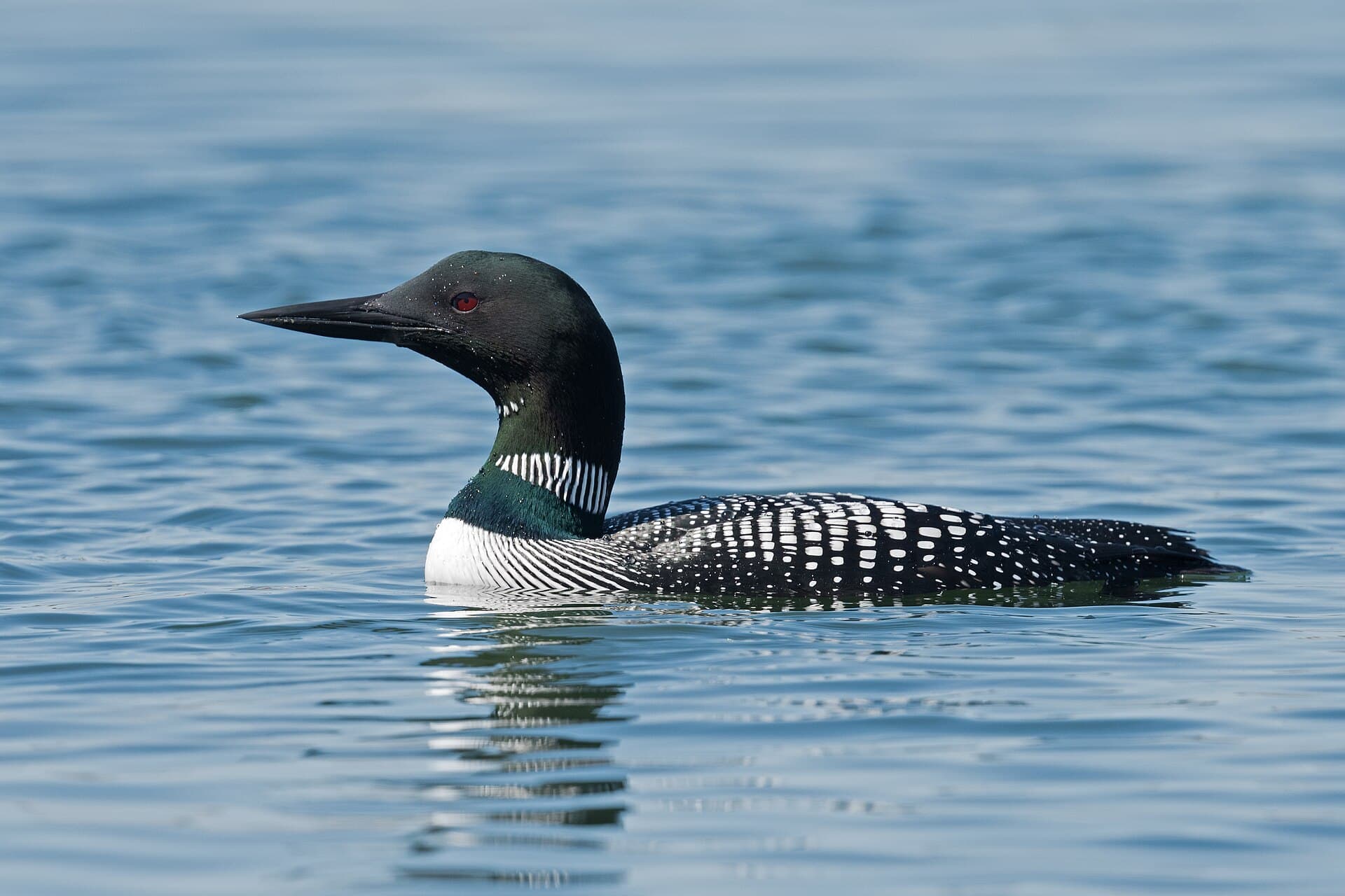 Ijsduiker (Gavia immer) - Common loon drake, stony brook harbor entrance (33738327770)