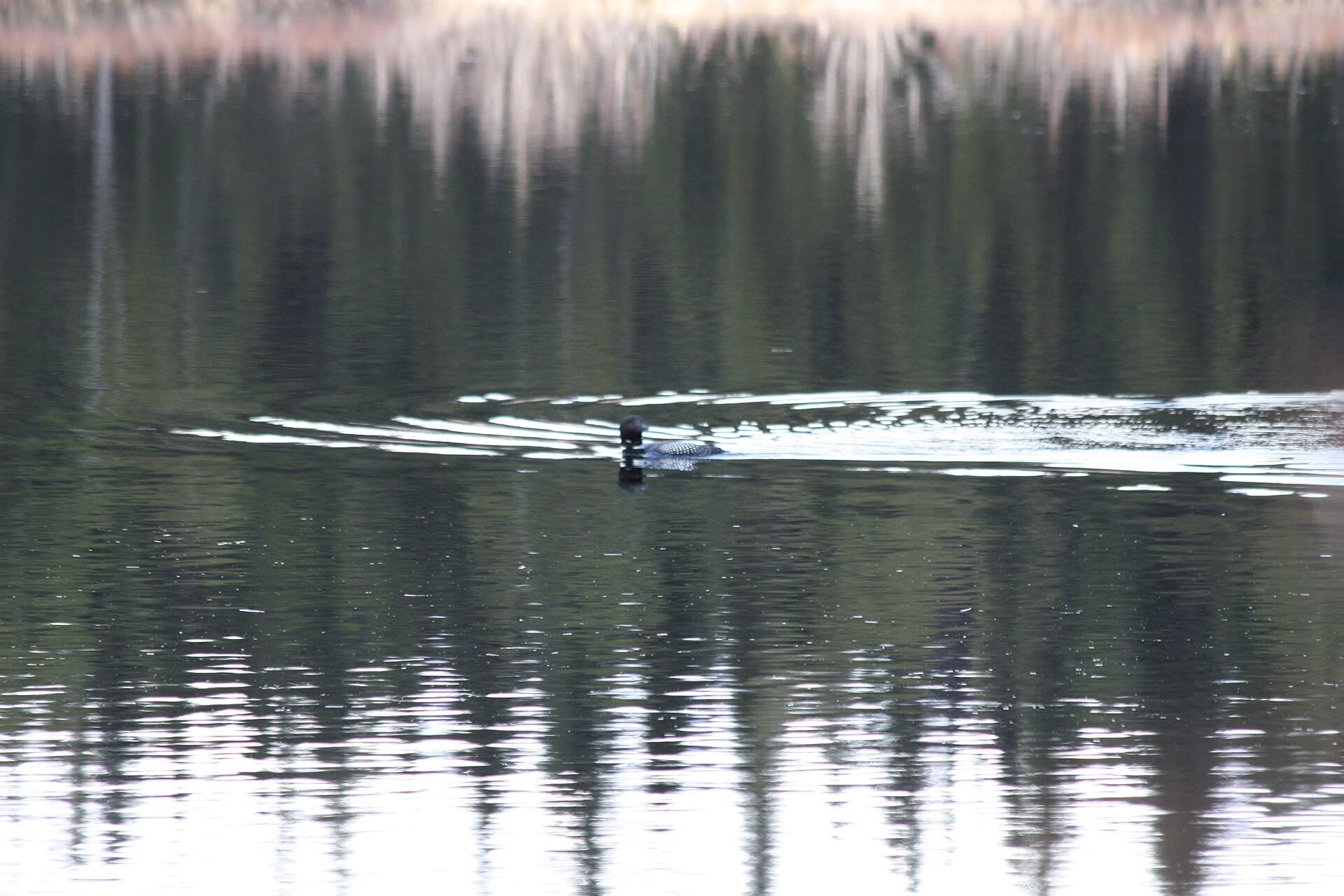 Ijsduiker (Gavia immer) - Waterfowl