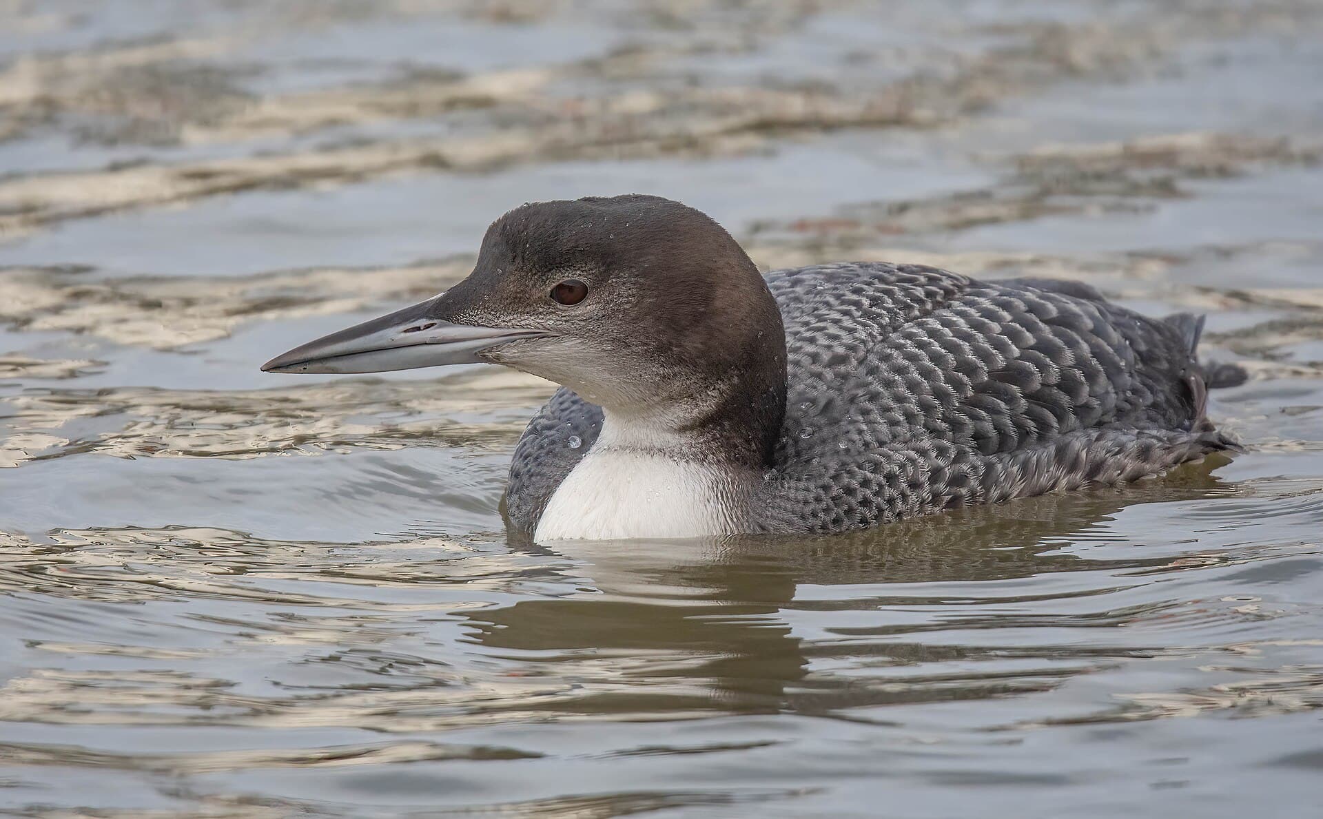 Ijsduiker (Gavia immer) - Great Northern Diver ( Gavia immer ) Juvenile ... Scarborough Harbour , Yorkshire (53444138635)