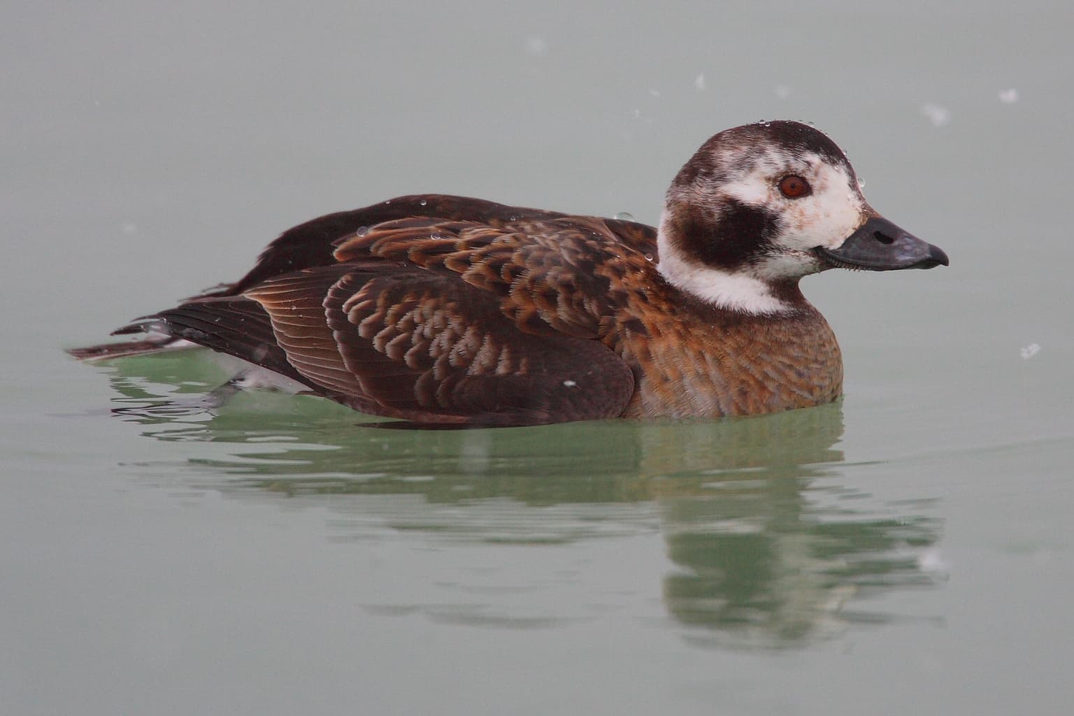 Ijseend (Clangula hyemalis) - Clangula-hyemalis-011