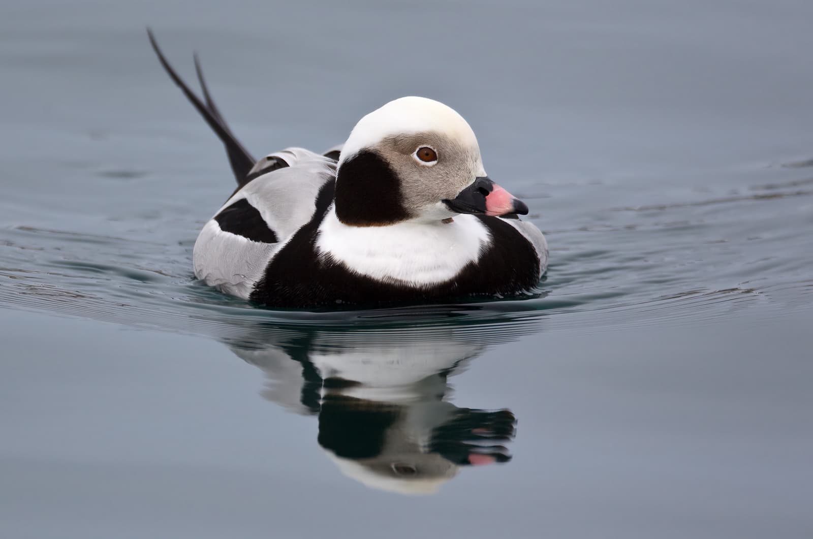 Ijseend (Clangula hyemalis) - Clangula hyemalis Hokkaido20