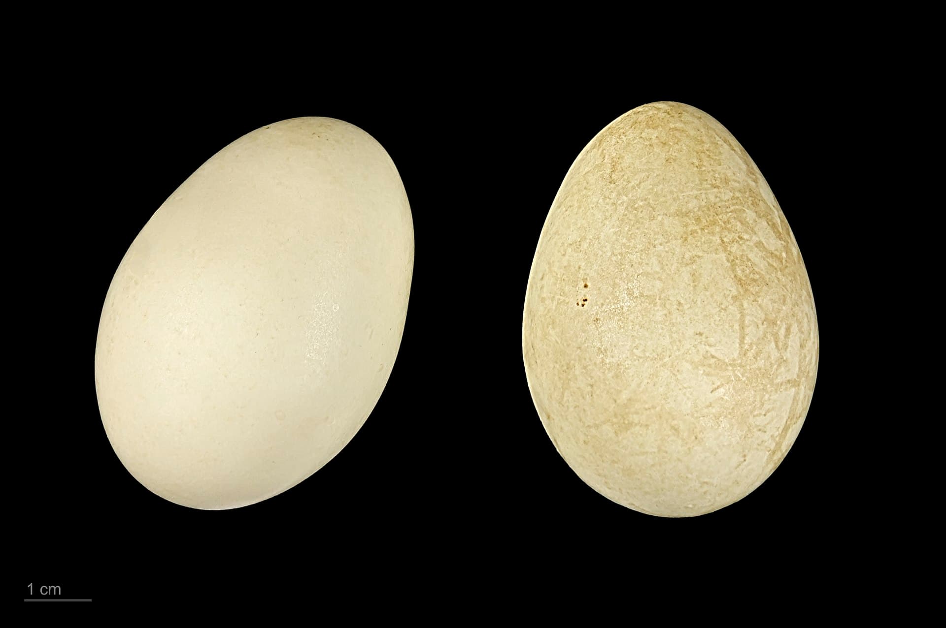 Ijseend (Clangula hyemalis) - Clangula hyemalis MHNT.ZOO.2010.11.19.4