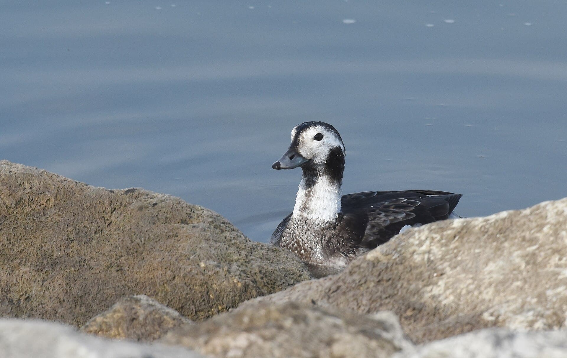 Ijseend (Clangula hyemalis) - Long-tailed Duck (45233988744)