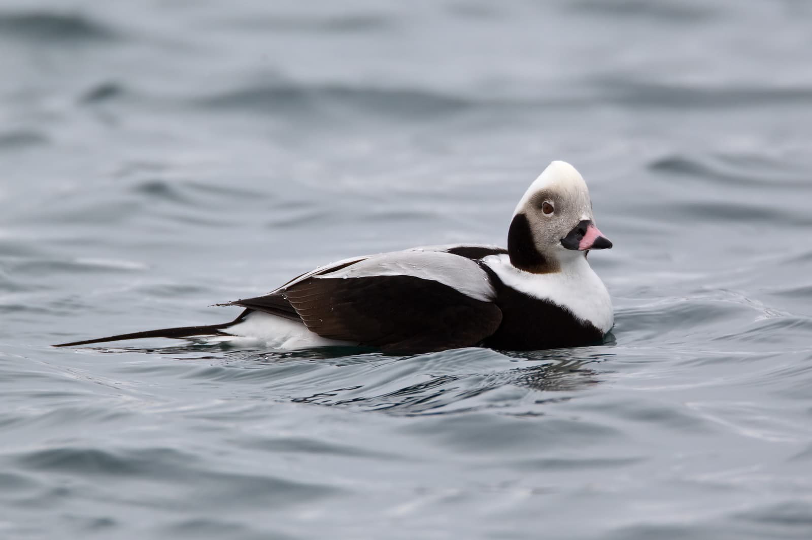 Ijseend (Clangula hyemalis) - Clangula hyemalis Hokkaido8