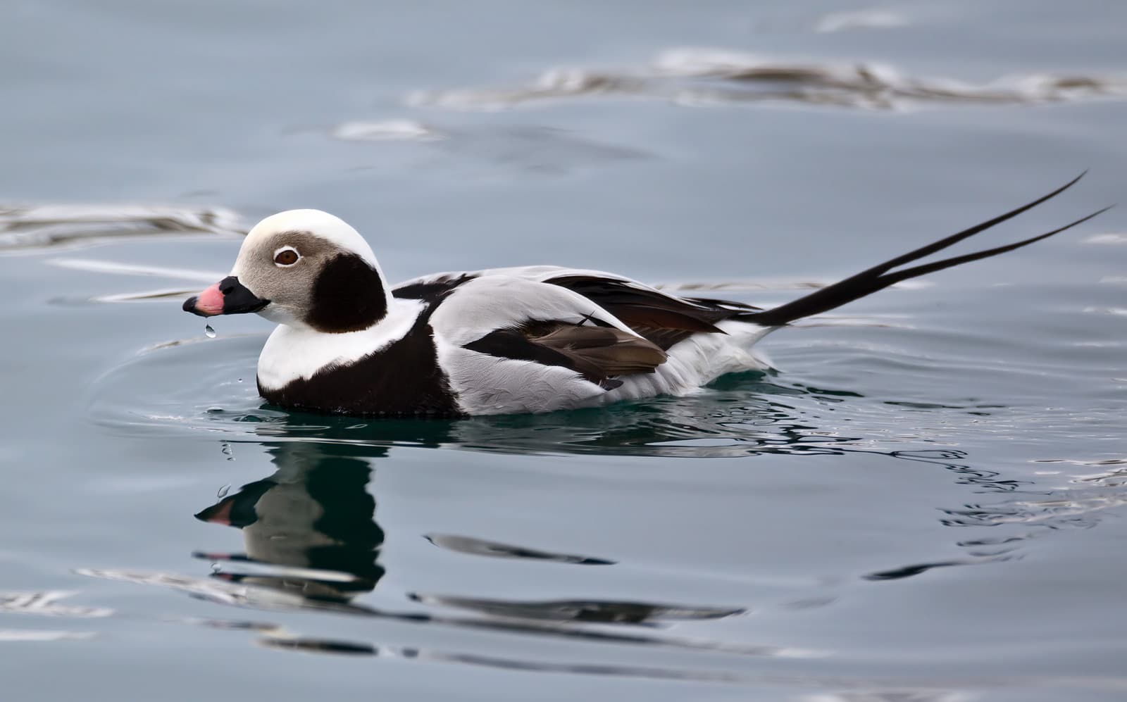 Ijseend (Clangula hyemalis) - Clangula hyemalis Hokkaido17