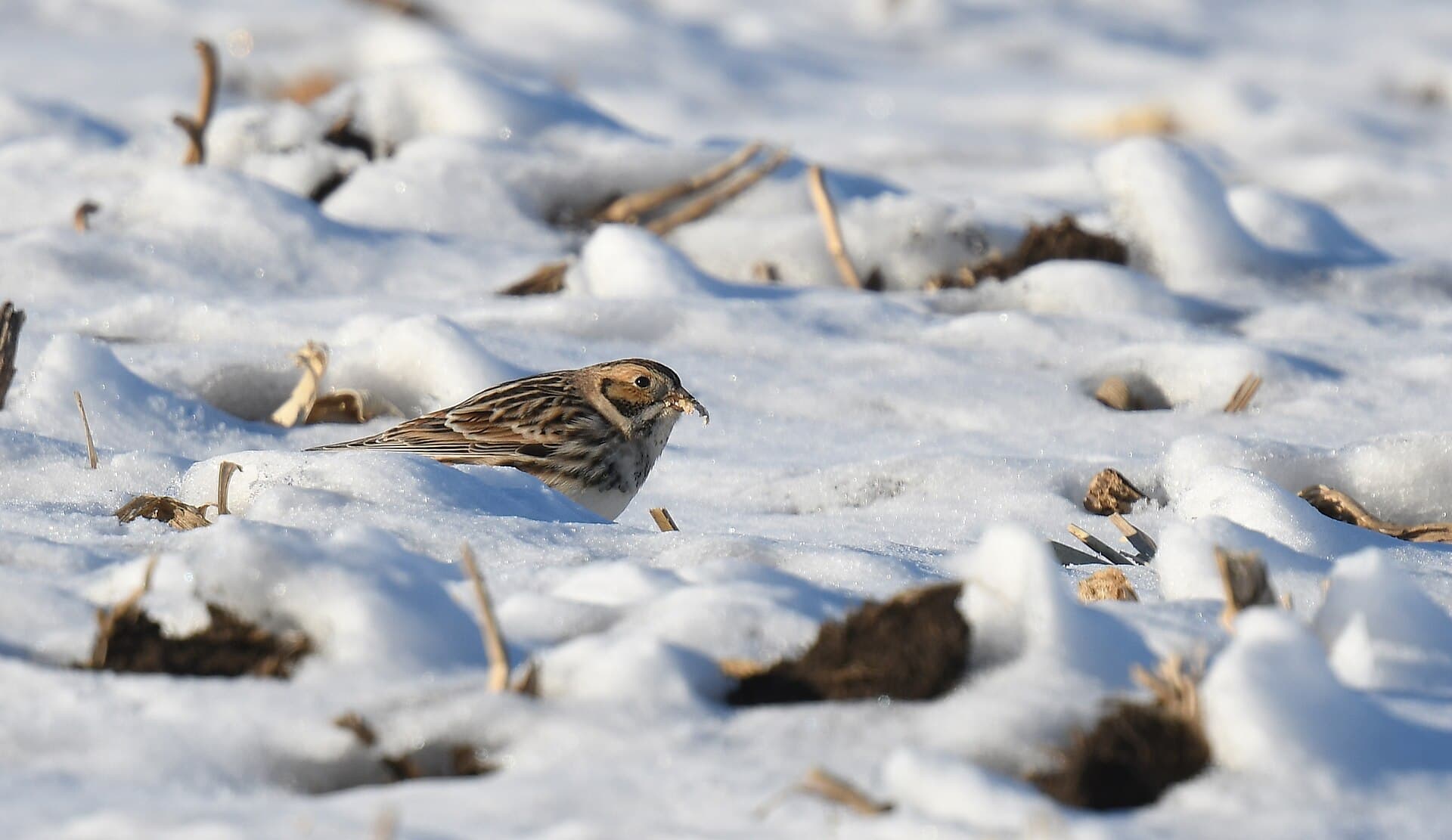 Ijsgors (Calcarius lapponicus) - Lapland Longspur - 51829266743