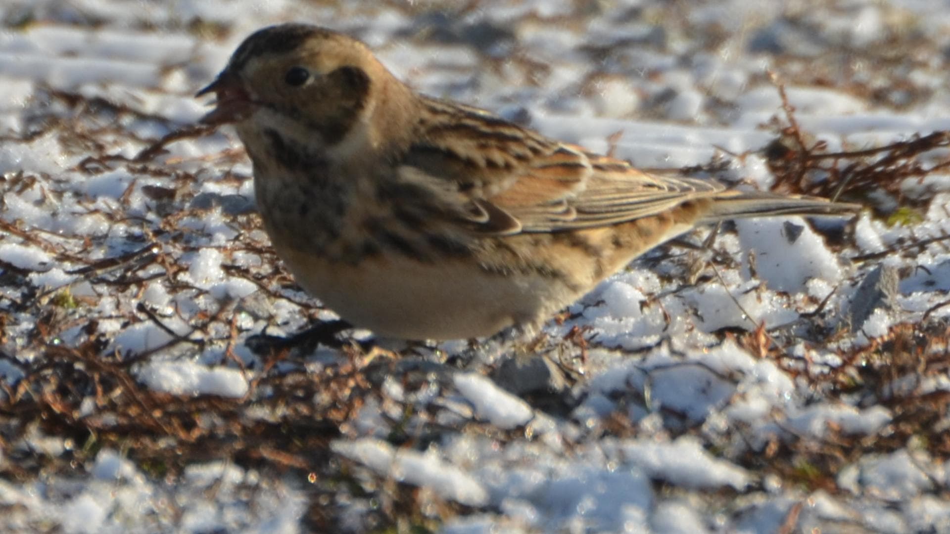 Ijsgors (Calcarius lapponicus) - Lapland Longspur (8329564043)