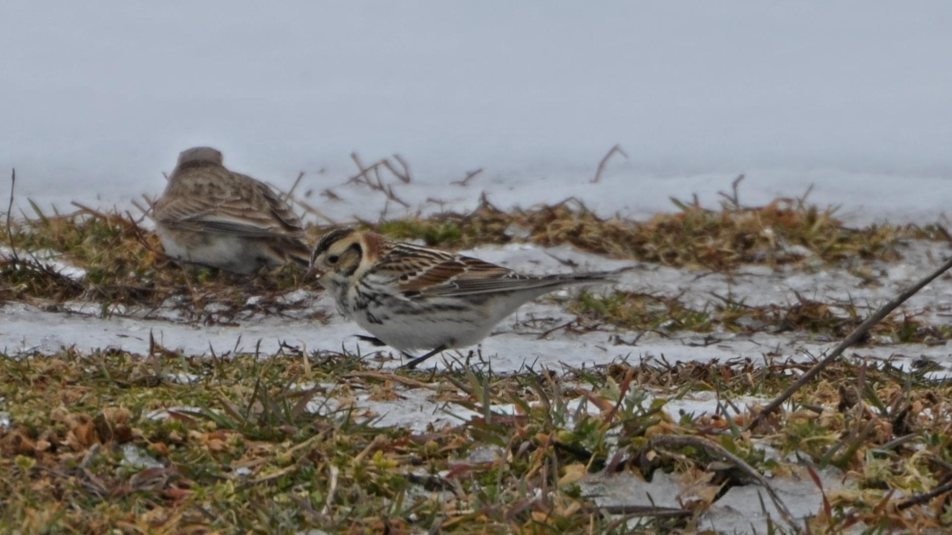 Ijsgors (Calcarius lapponicus) - Lapland Longspur - 8508769028