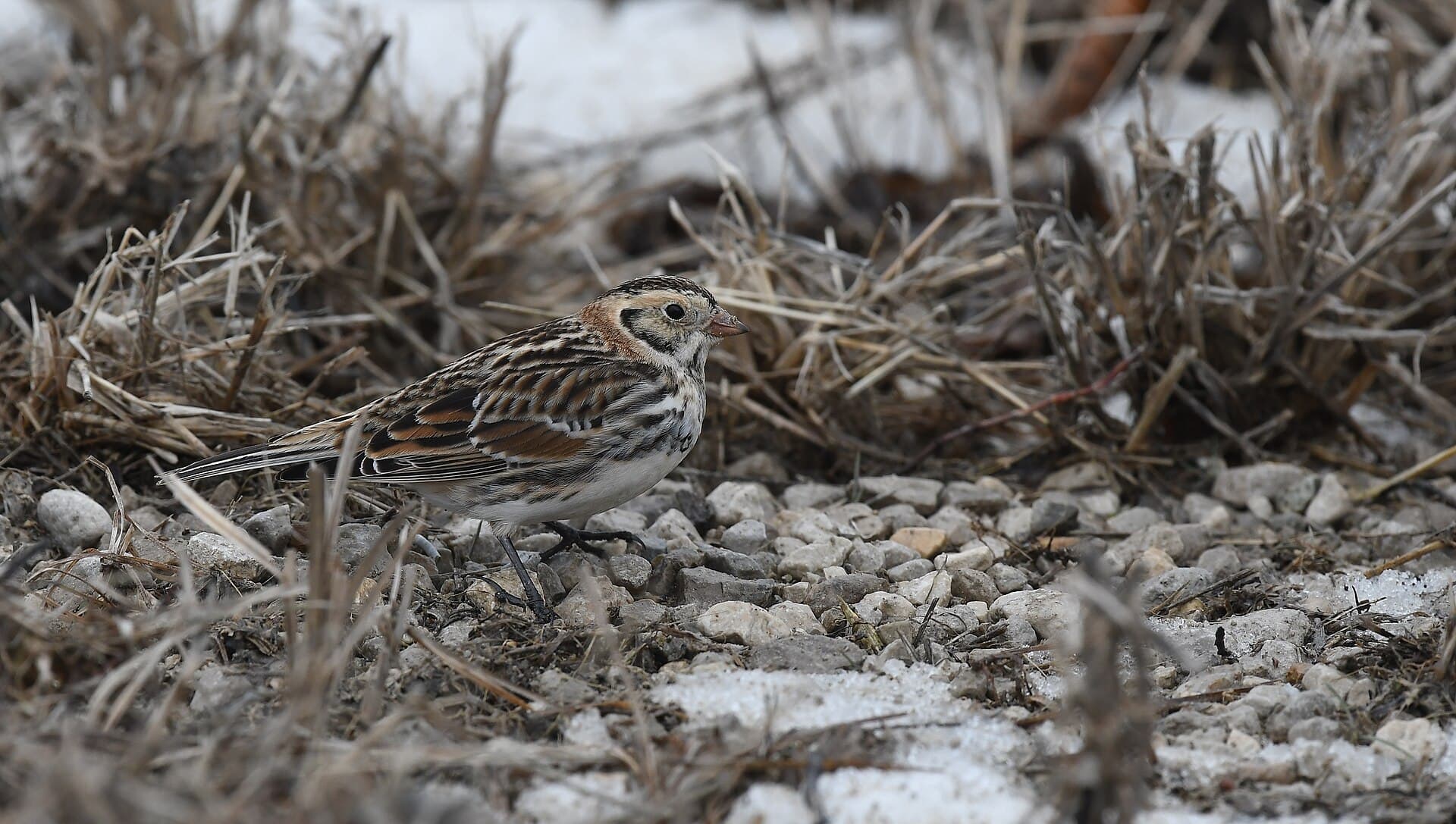 Ijsgors (Calcarius lapponicus) - Lapland Longspur - 50971385701