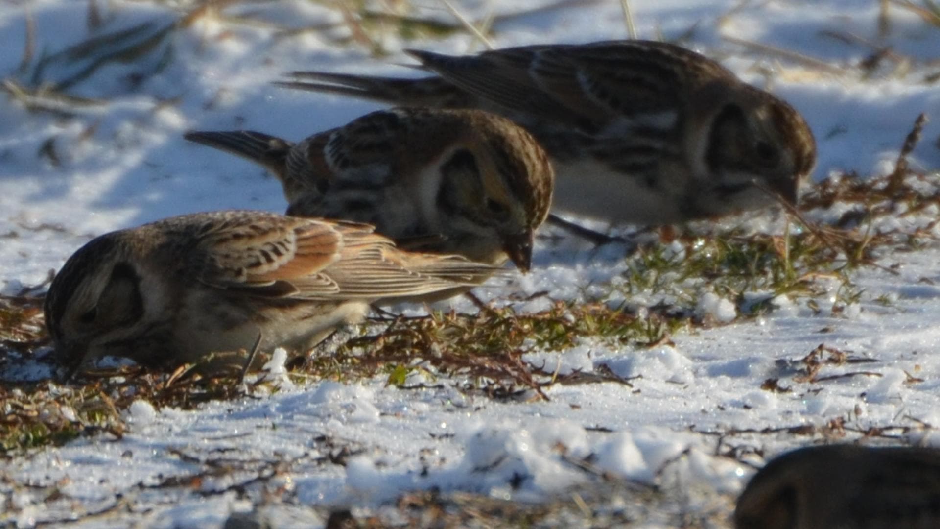 Ijsgors (Calcarius lapponicus) - Lapland Longspur (8330623944)