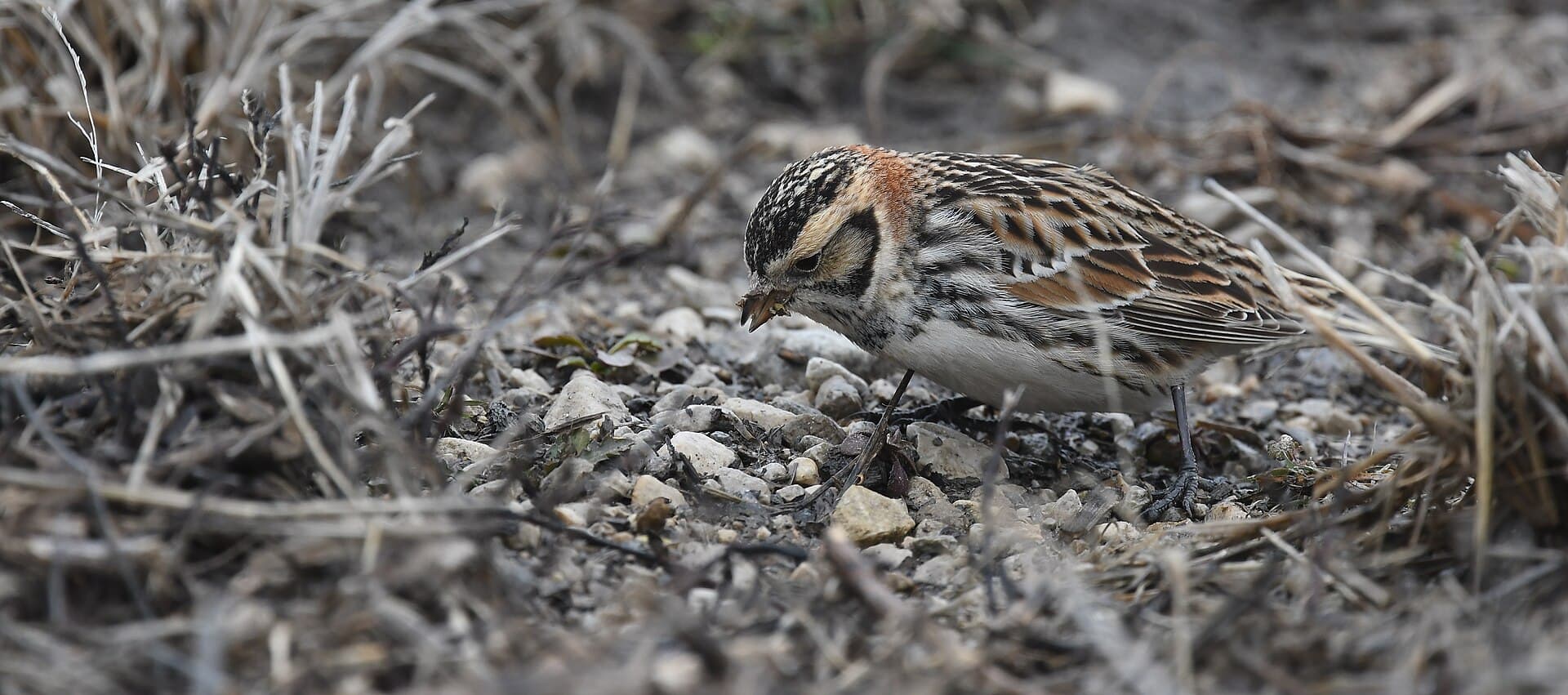 Ijsgors (Calcarius lapponicus) - Lapland Longspur - 50971389491