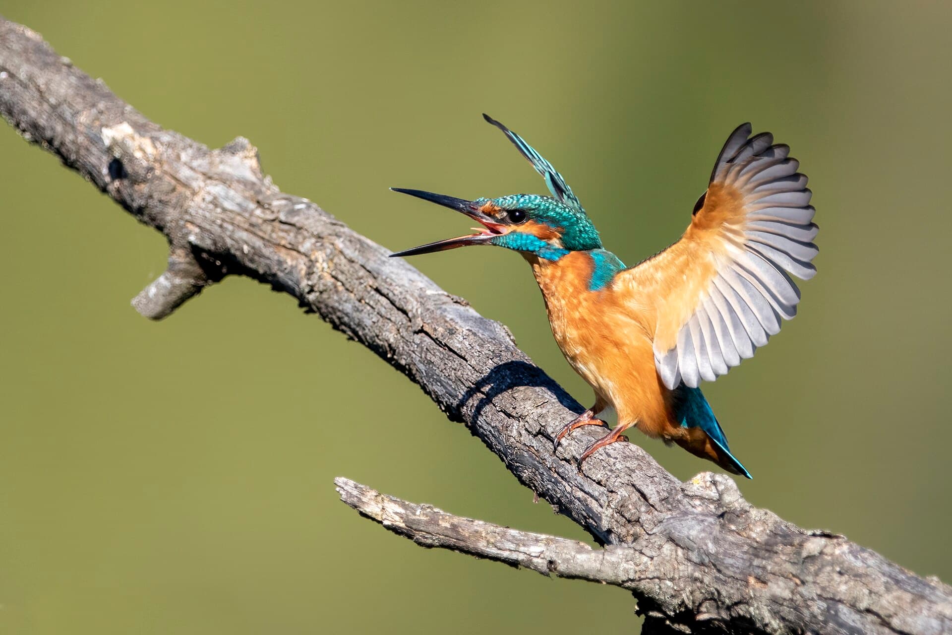 IJsvogel (Alcedo atthis) - Common kingfisher on a branch opening its wings