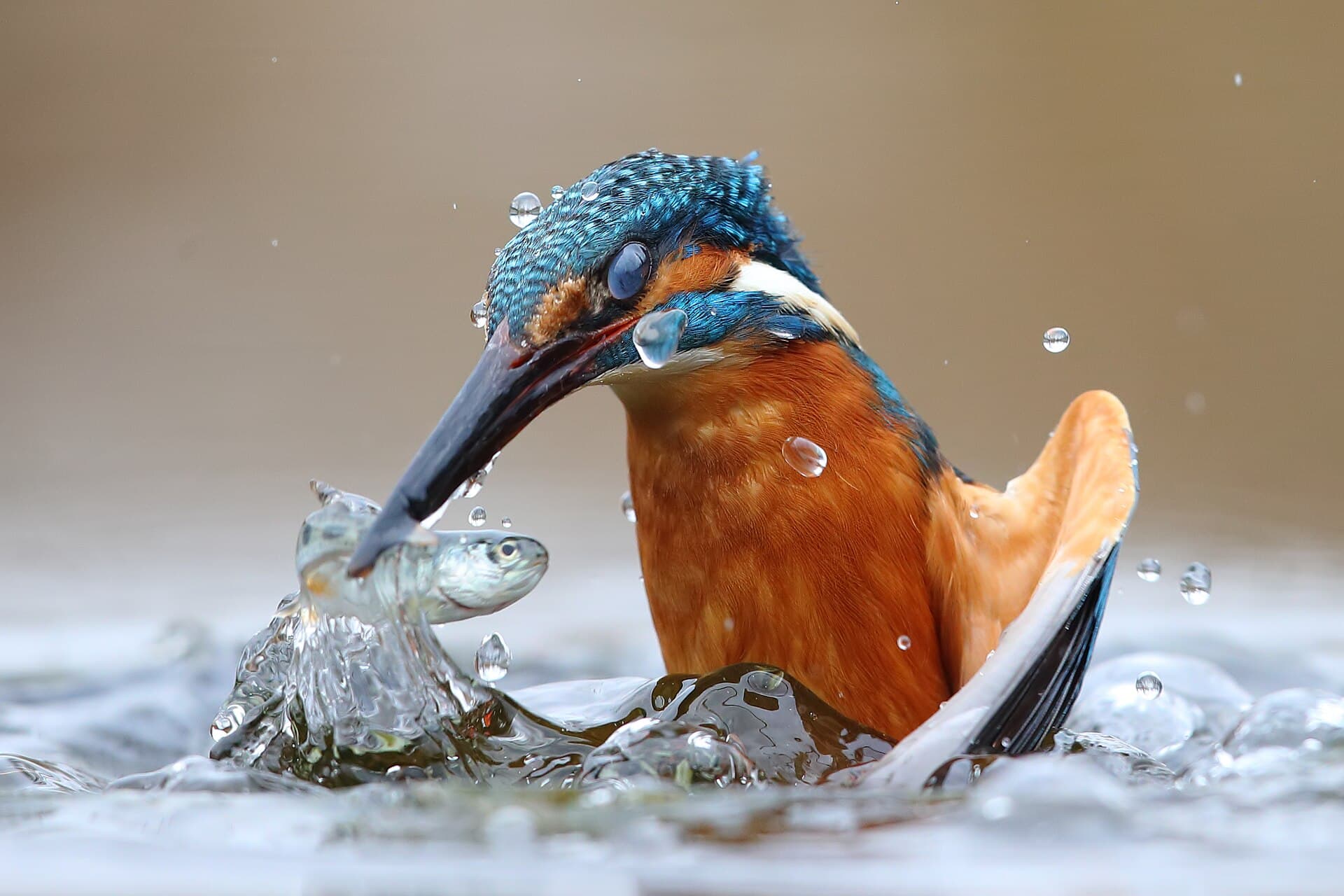 IJsvogel (Alcedo atthis) - Alcedo atthis - Riserve naturali e aree contigue della fascia fluviale del Po