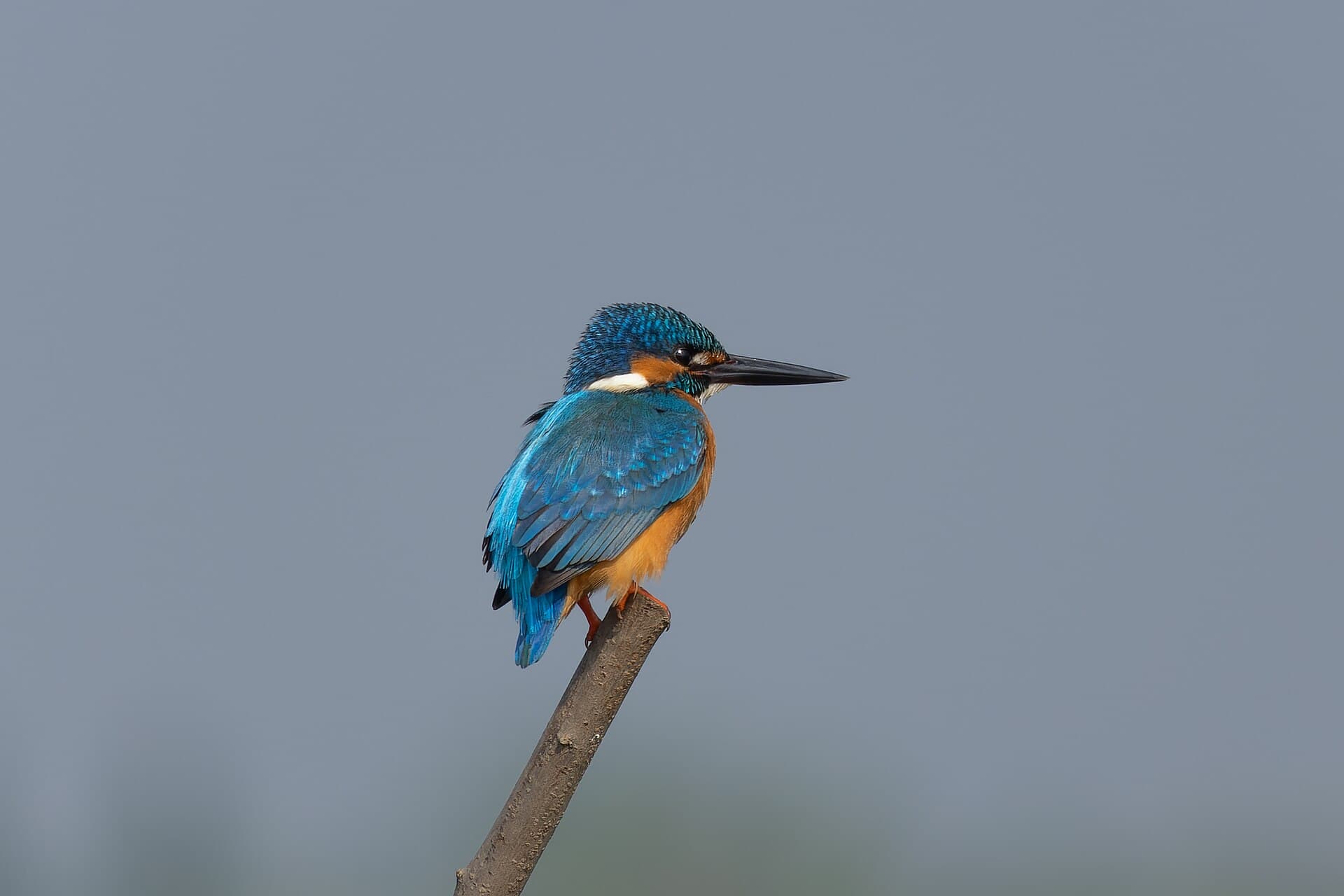 IJsvogel (Alcedo atthis) - Common Kingfisher by Tisha Mukherjee 16