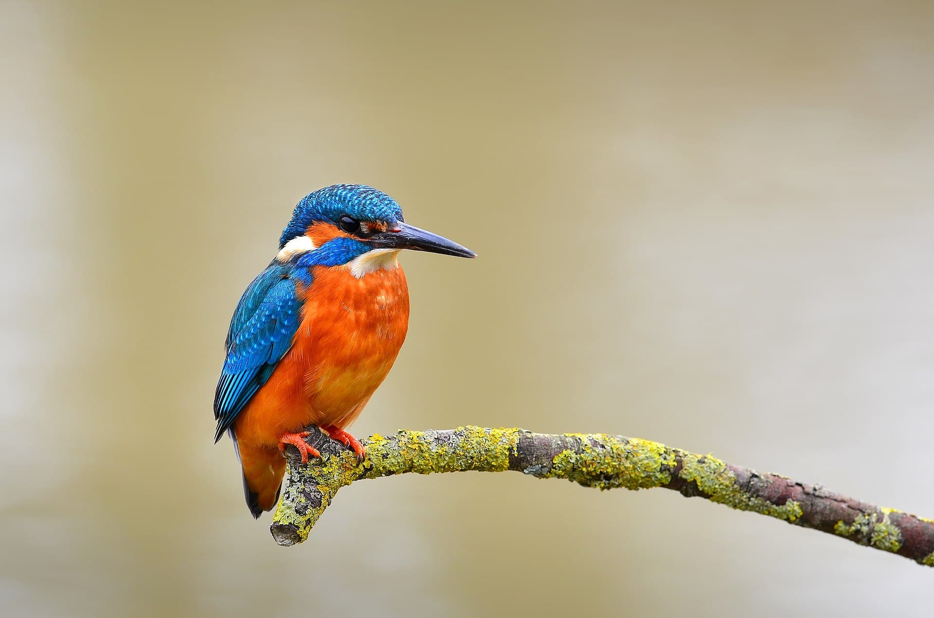IJsvogel (Alcedo atthis) - Eisvogel kingfisher