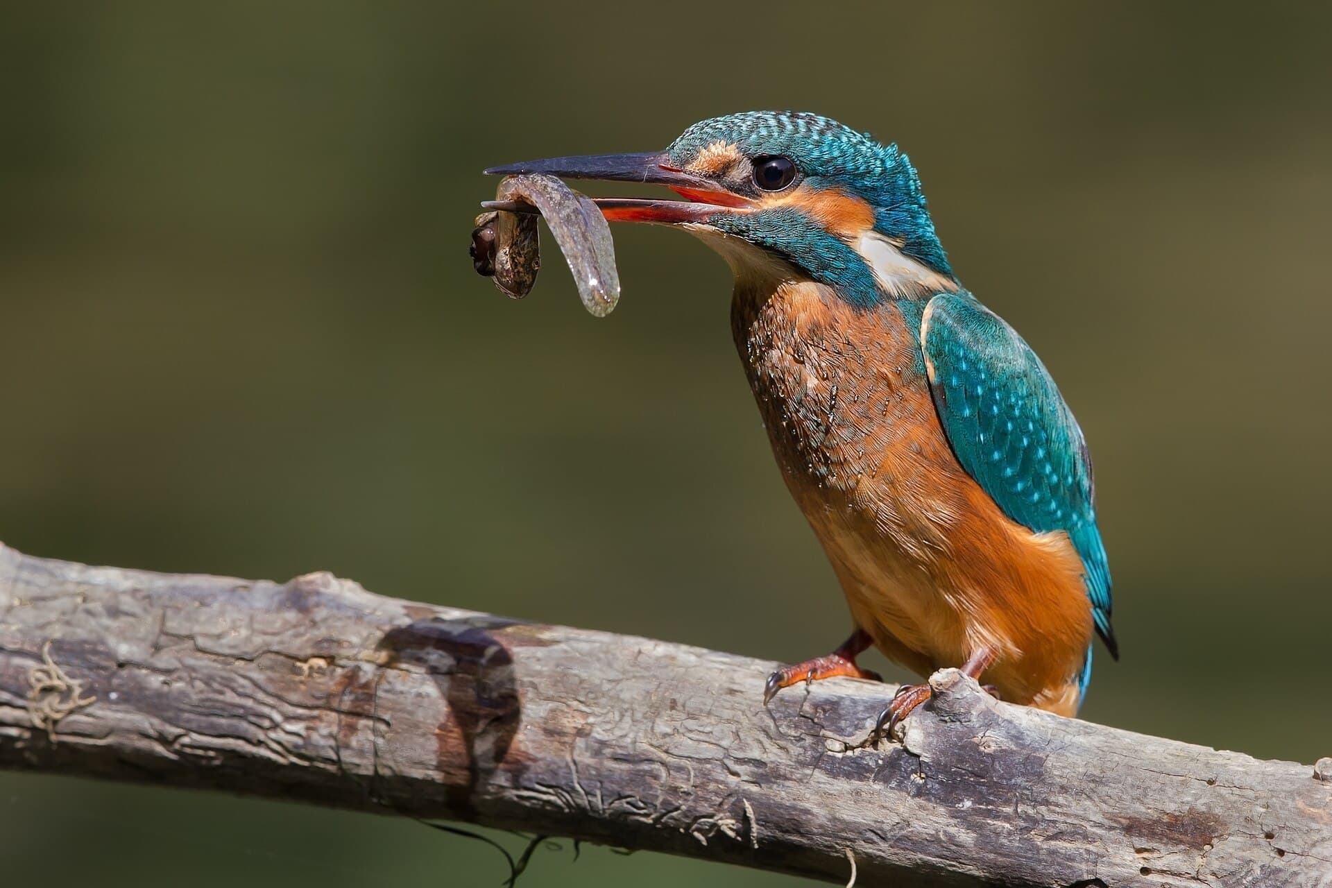 IJsvogel (Alcedo atthis) - Alcedo atthis eating a tadpole