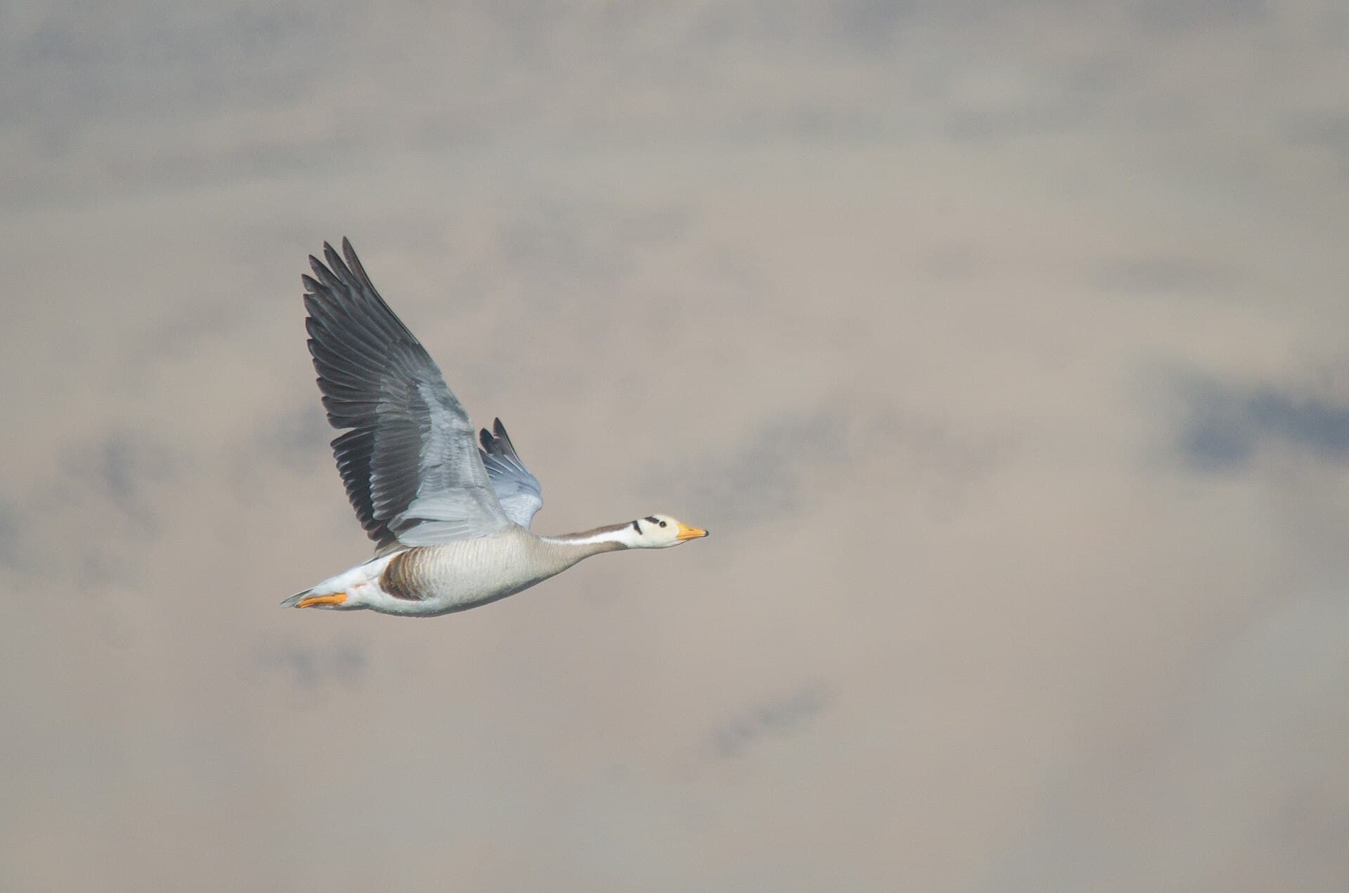 Indische gans (Anser indicus) - Bar-headed Goose in flight