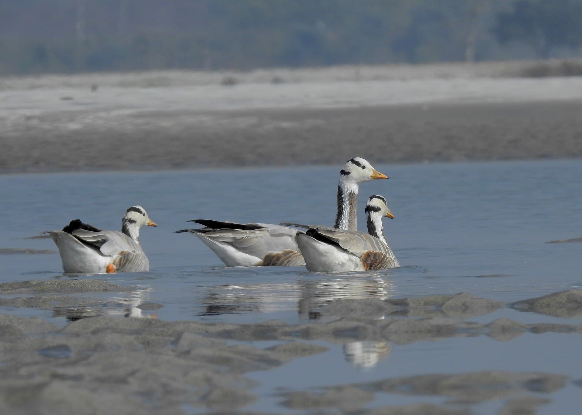 Indische gans (Anser indicus) - Bar-headed Goose by Tisha Mukherjee 04