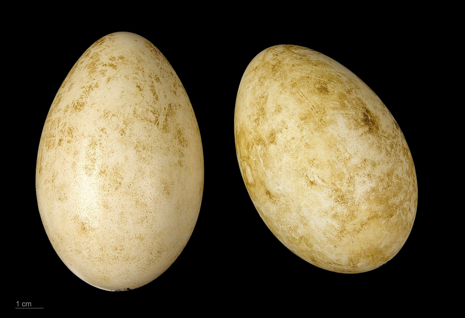 Indische gans (Anser indicus) - Anser indicus MHNT.ZOO.2010.11.15.3