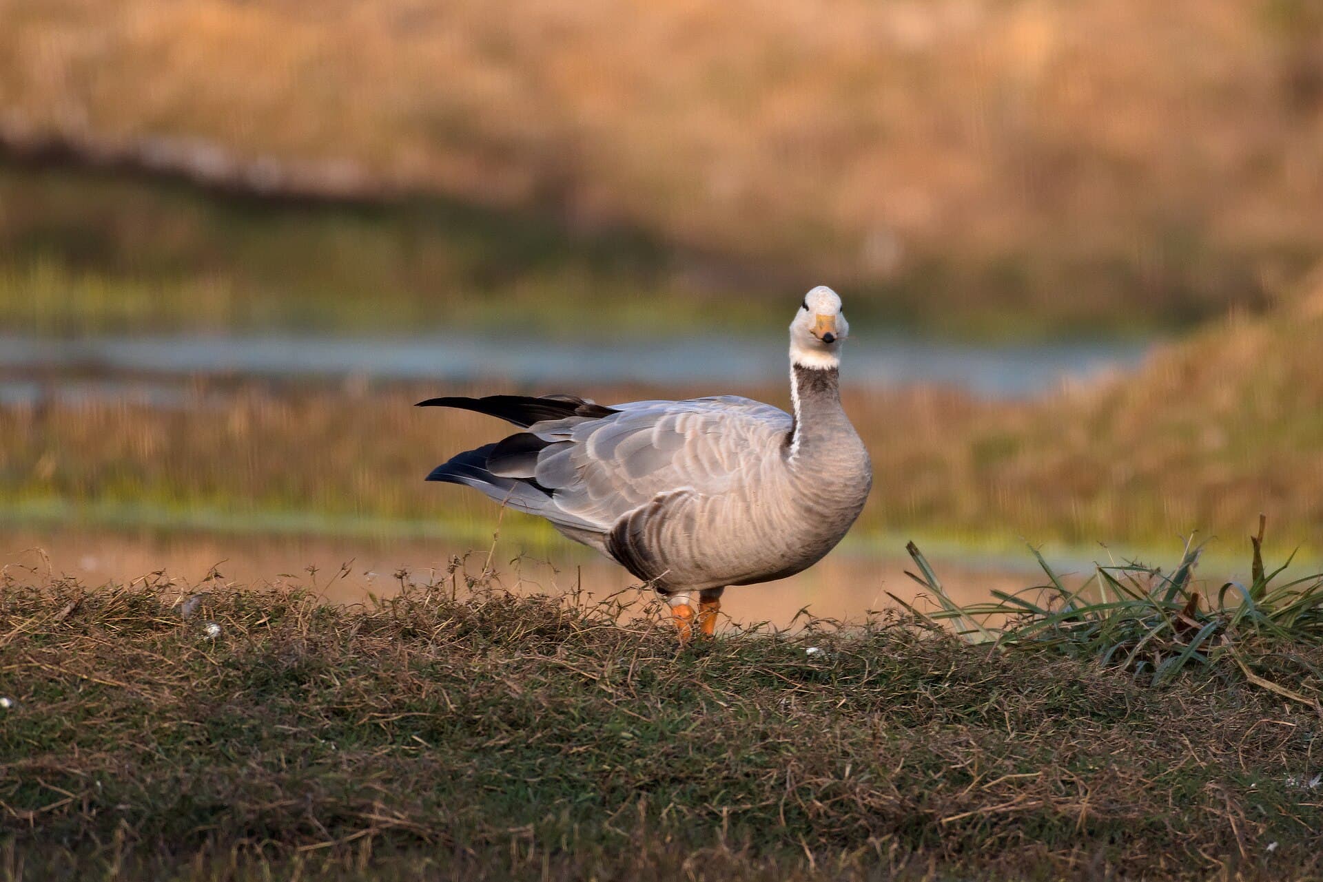 Indische gans (Anser indicus) - Bar-headed goose at Keoladeo national park (Jan,2023) 13