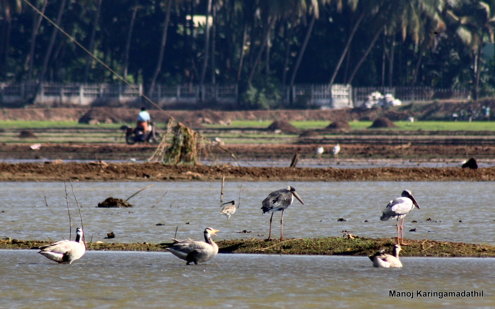 Indische gans (Anser indicus) - Bar-headed Goose Anser indicus from Kadavilakkol, Adat, Thrissur, Kerala, India