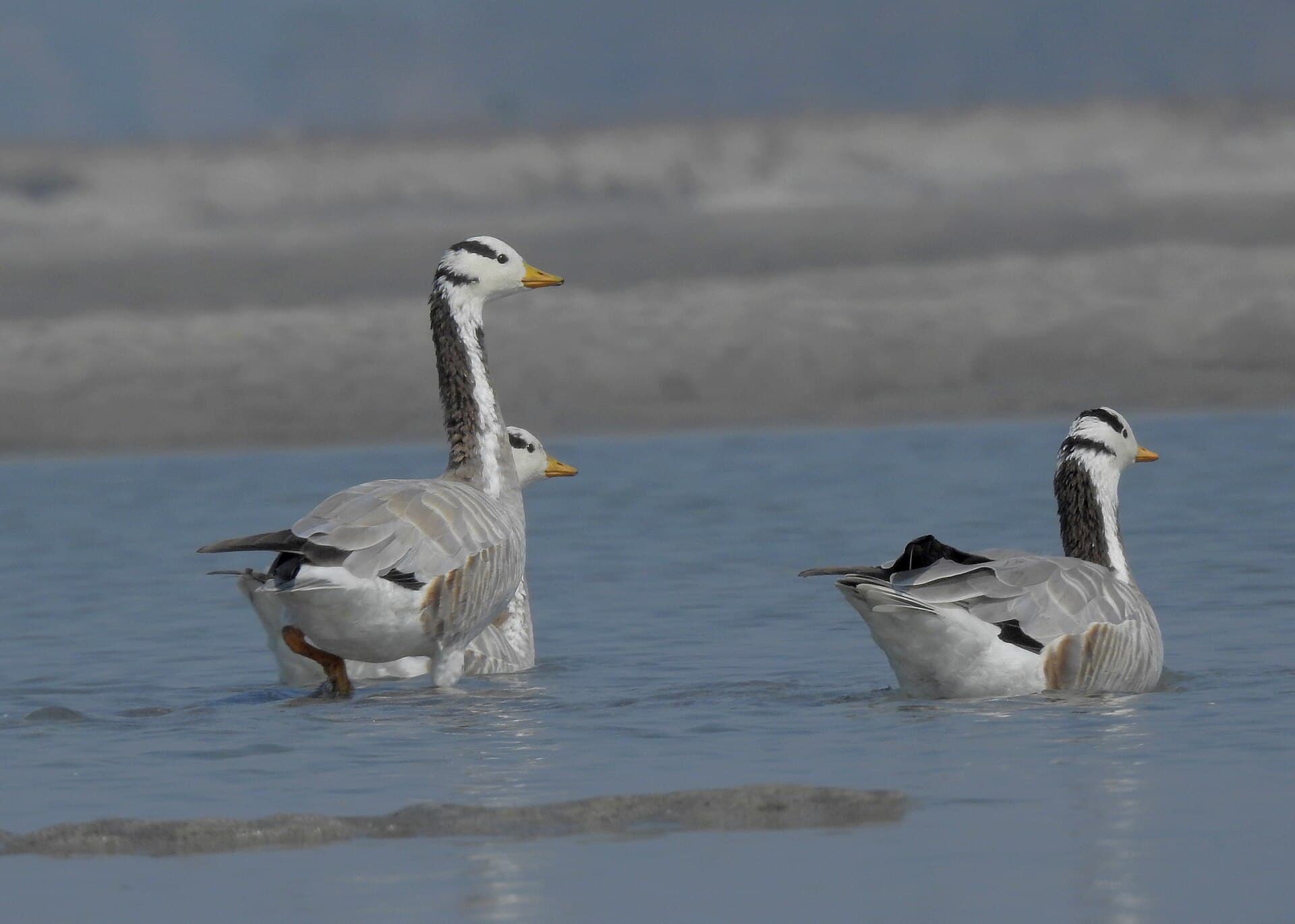 Indische gans (Anser indicus) - Bar-headed Goose by Tisha Mukherjee 06