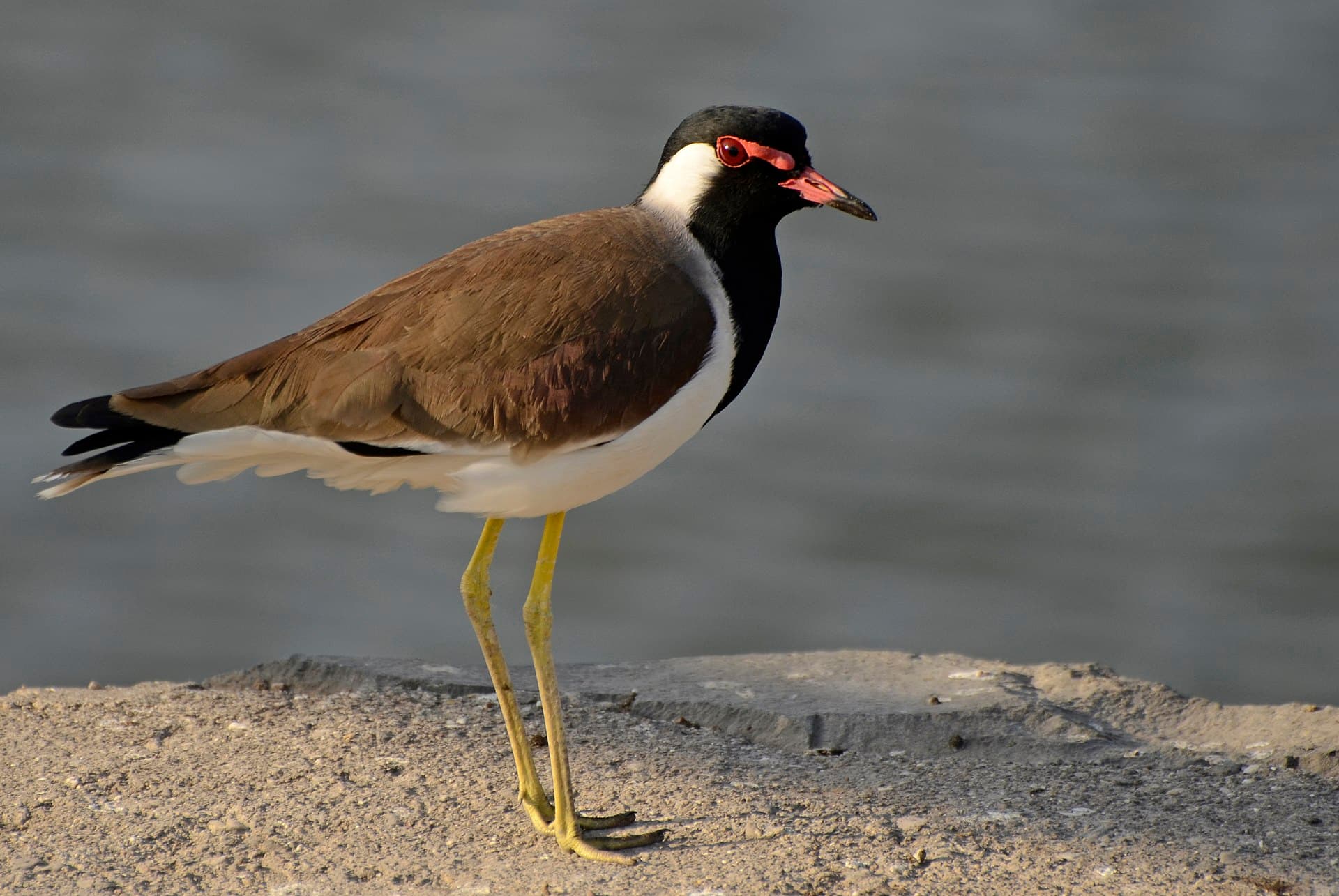 Indische Kievit (Vanellus indicus) - Red-wattled Lapwing from Jamnagar JEG9304
