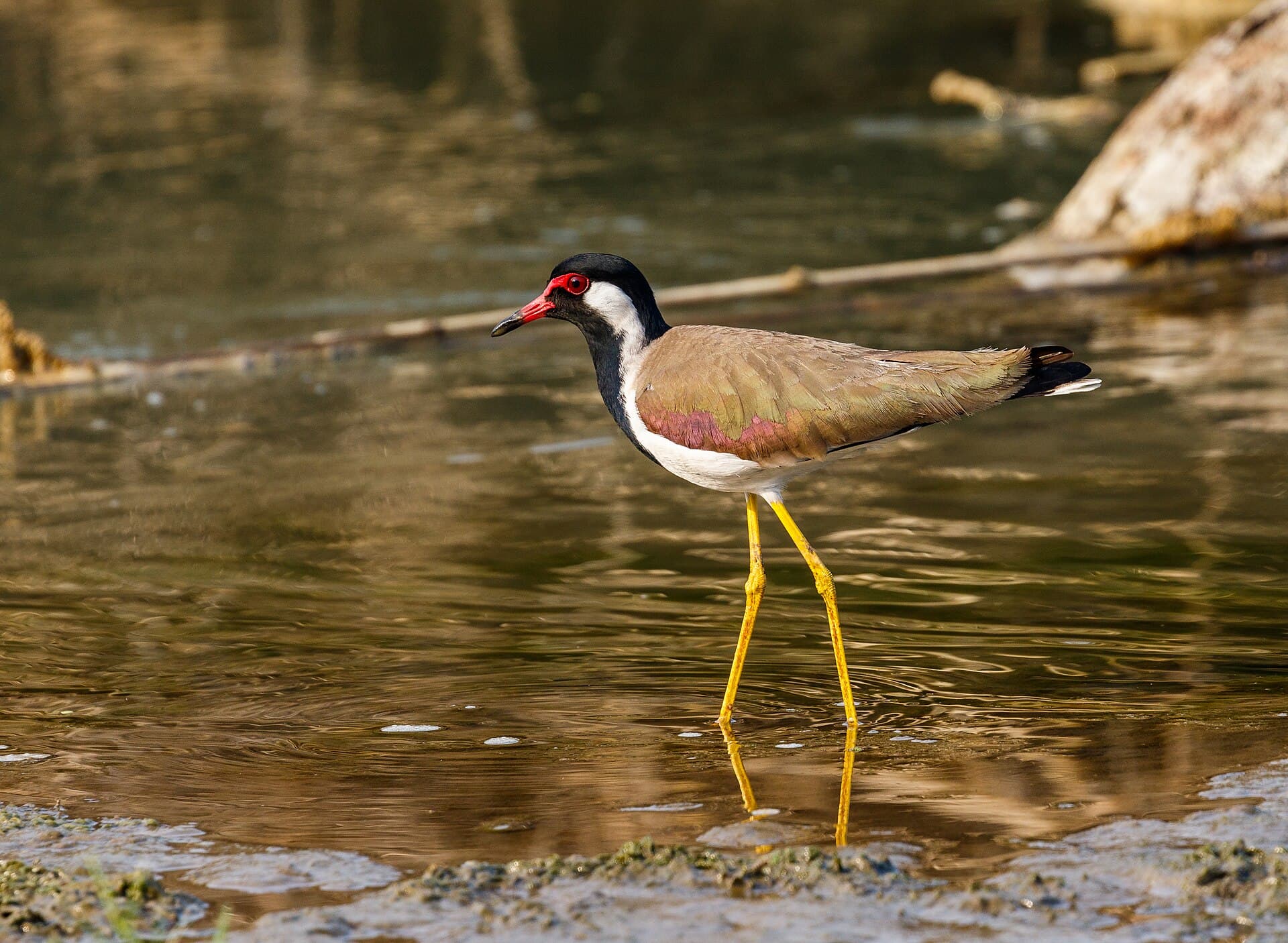 Indische Kievit (Vanellus indicus) - Red-wattled lapwing (Vanellus indicus) 2019 014