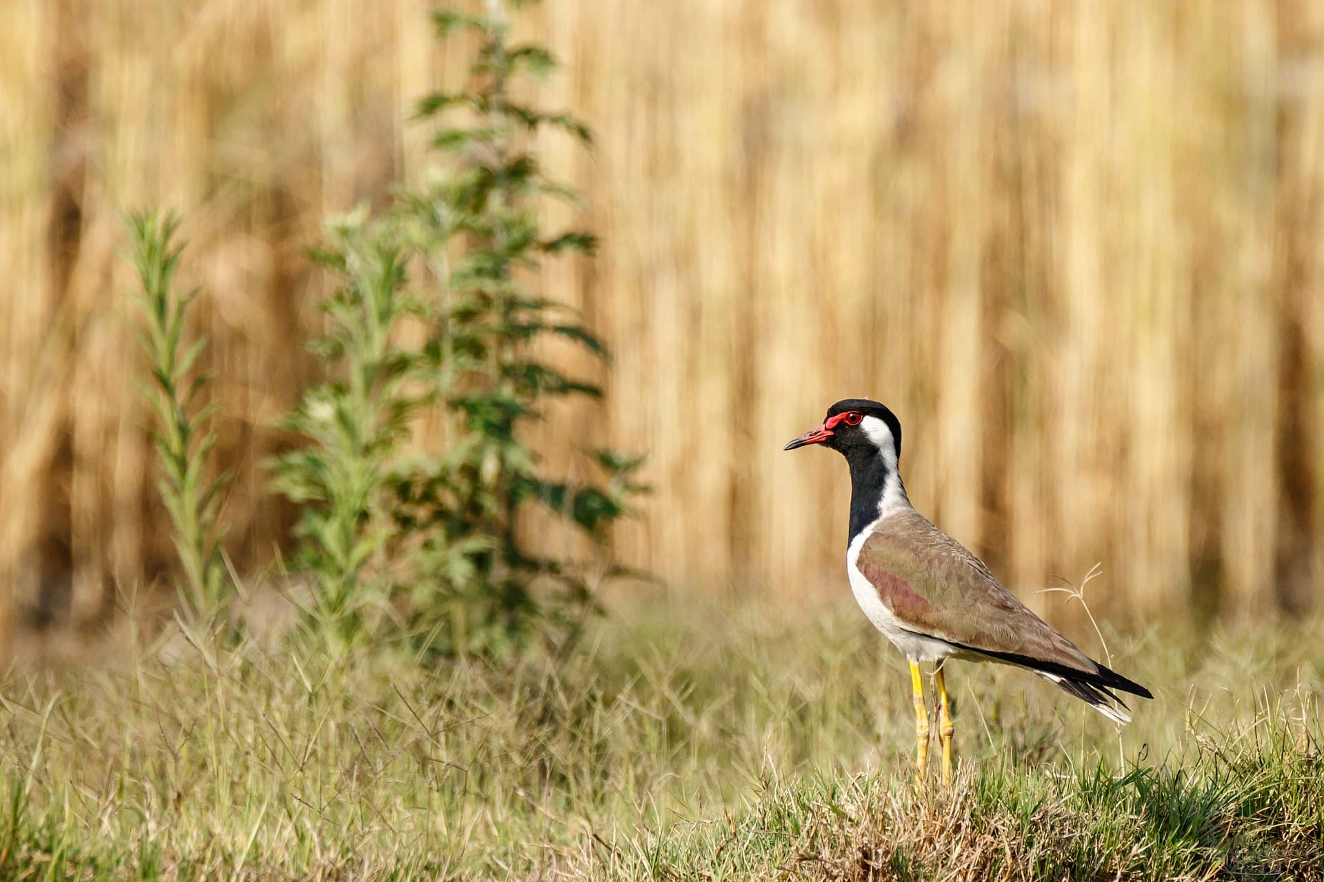 Indische Kievit (Vanellus indicus) - Red Wattled lapwing Vanellus Indicus