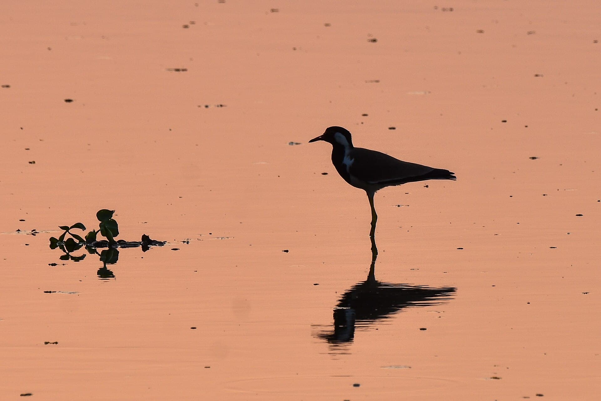 Indische Kievit (Vanellus indicus) - Red Wattled Lapwing Sunset Pallikaranai Apr22 D72 23555