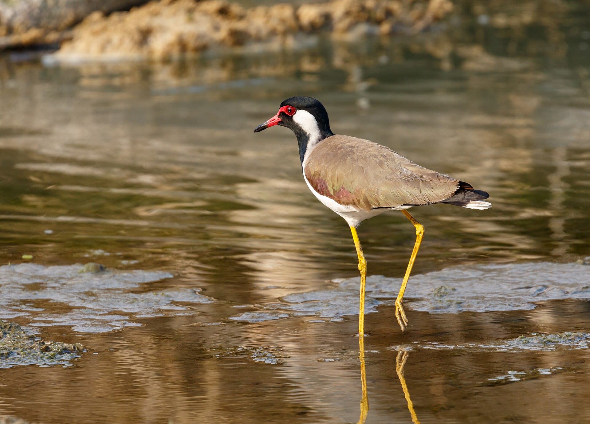 Indische Kievit (Vanellus indicus) - Red-wattled lapwing (Vanellus indicus) 2019 013
