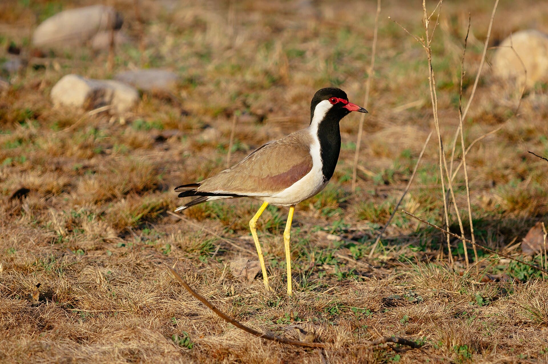 Indische Kievit (Vanellus indicus) - Red-wattled lapwing standing on ground