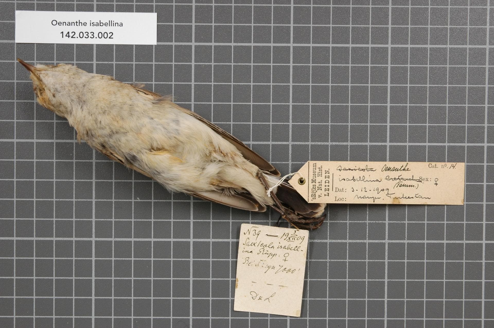 Izabeltapuit (Oenanthe isabellina) - Naturalis Biodiversity Center - RMNH.AVES.145384 1 - Oenanthe isabellina (Temminck, 1829) - Turdidae - bird skin specimen