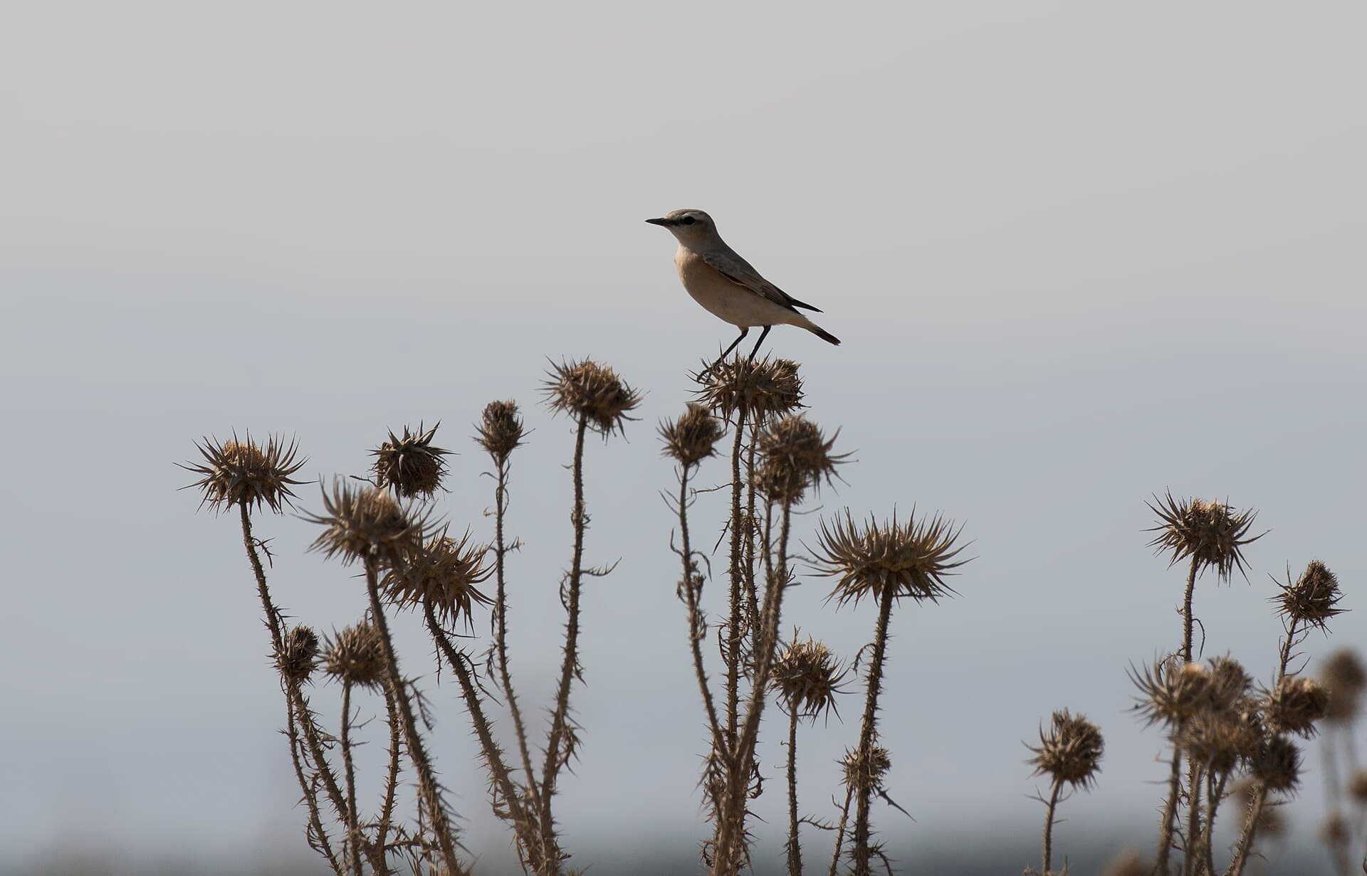 Izabeltapuit (Oenanthe isabellina) - Oenanthe isabellina - Isabelline wheatear 04