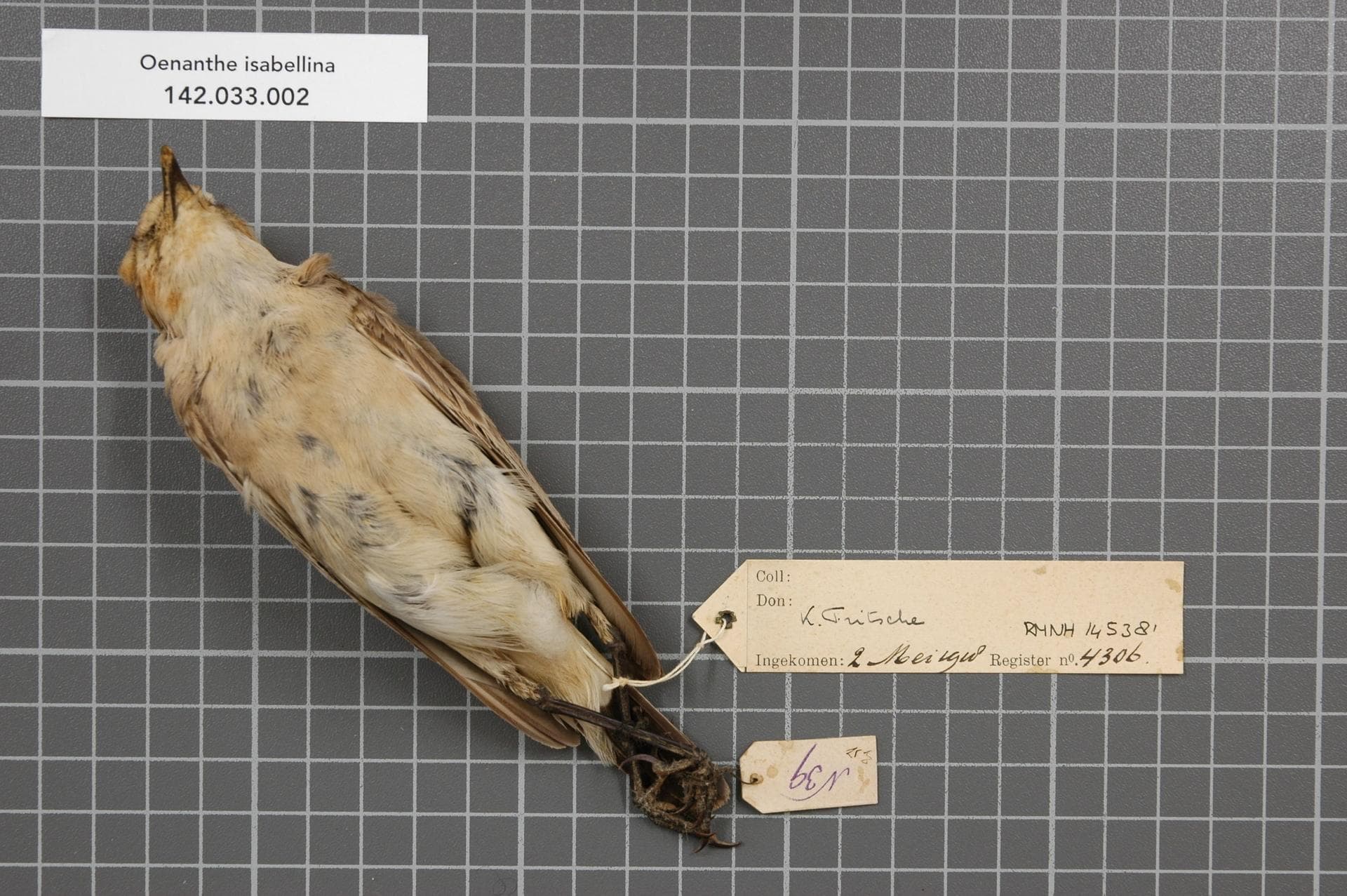 Izabeltapuit (Oenanthe isabellina) - Naturalis Biodiversity Center - RMNH.AVES.145381 2 - Oenanthe isabellina (Temminck, 1829) - Turdidae - bird skin specimen