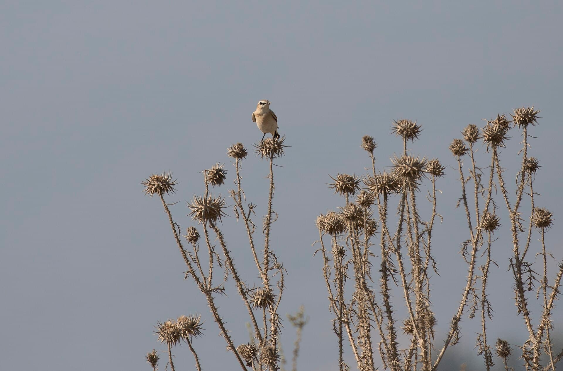 Izabeltapuit (Oenanthe isabellina) - Oenanthe isabellina - Isabelline wheatear 05