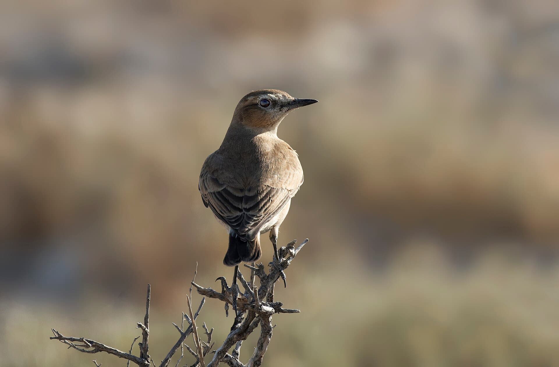 Izabeltapuit (Oenanthe isabellina) - Oenanthe isabellina - Isabelline wheatear 03