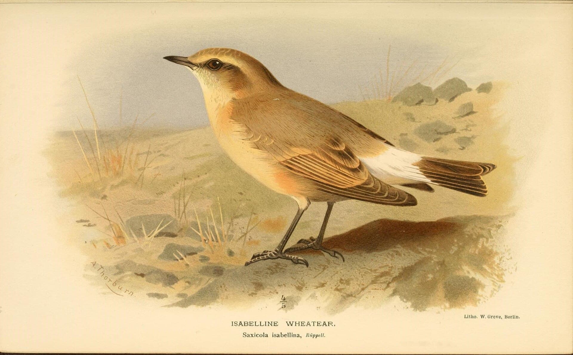Izabeltapuit (Oenanthe isabellina) - Coloured figures of the birds of the British Islands - issued by Lord Lilford (10036205384)