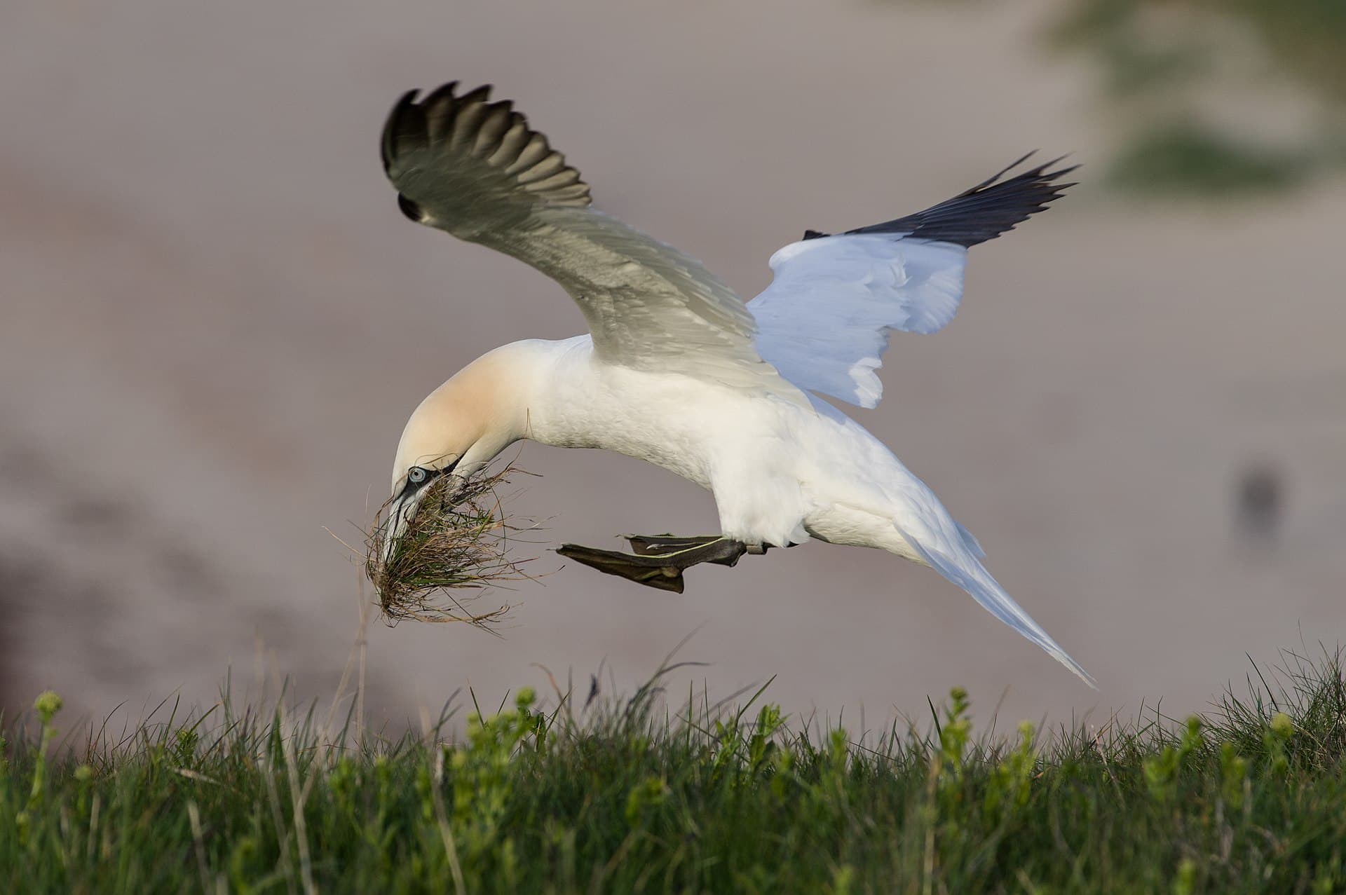 Jan van Gent (Morus bassanus) - Northern Gannet with nest material