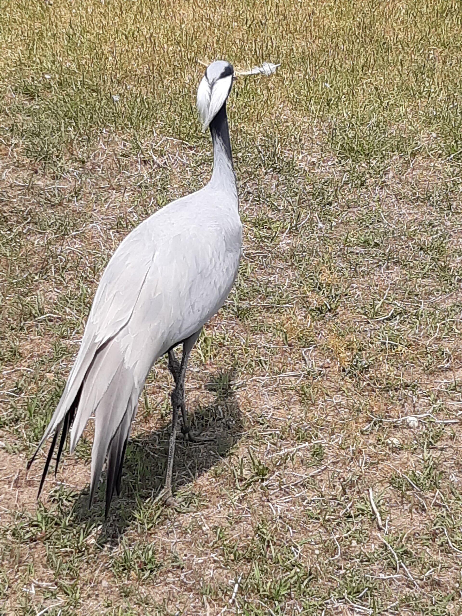 Jufferkraan (Anthropoides virgo) - Demoiselle crane - Samcheok Cheonnyeonhak healing town