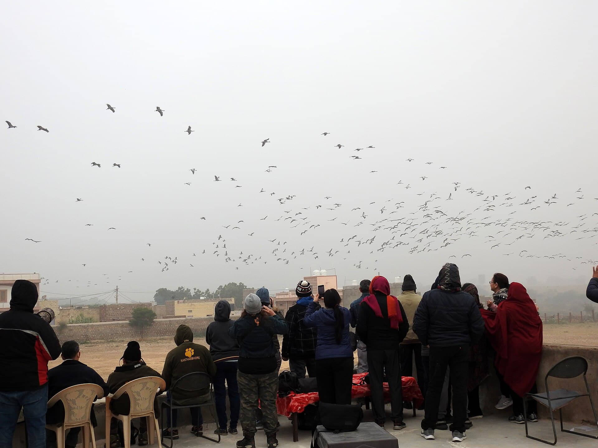 Jufferkraan (Anthropoides virgo) - Demoiselle Cranes at Kheechan Rajasthan by Raju Kasambe 01