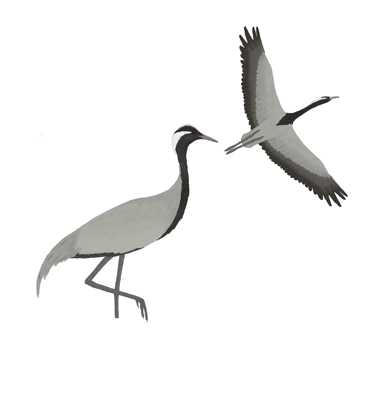 Jufferkraan (Anthropoides virgo) - Avirgo illustration