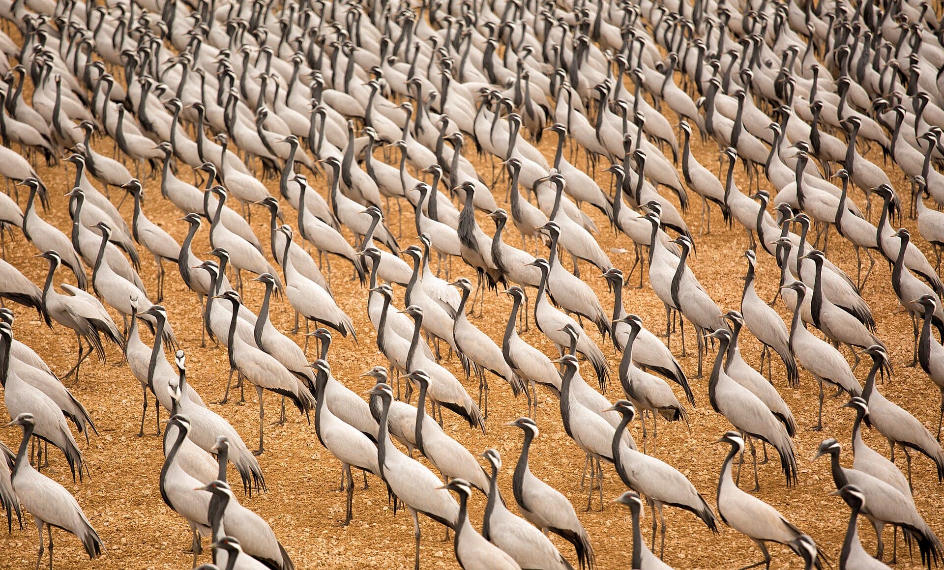 Jufferkraan (Anthropoides virgo) - Demoiselle cranes in Khichan near Bikaner (Rajasthan)